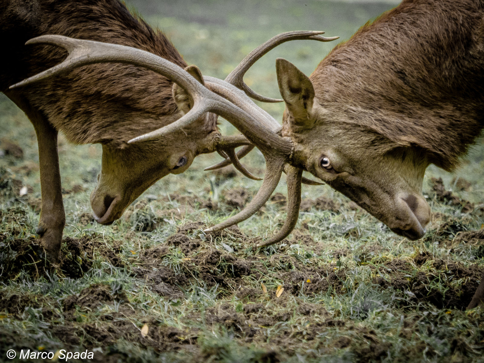 Young deer in mock combat