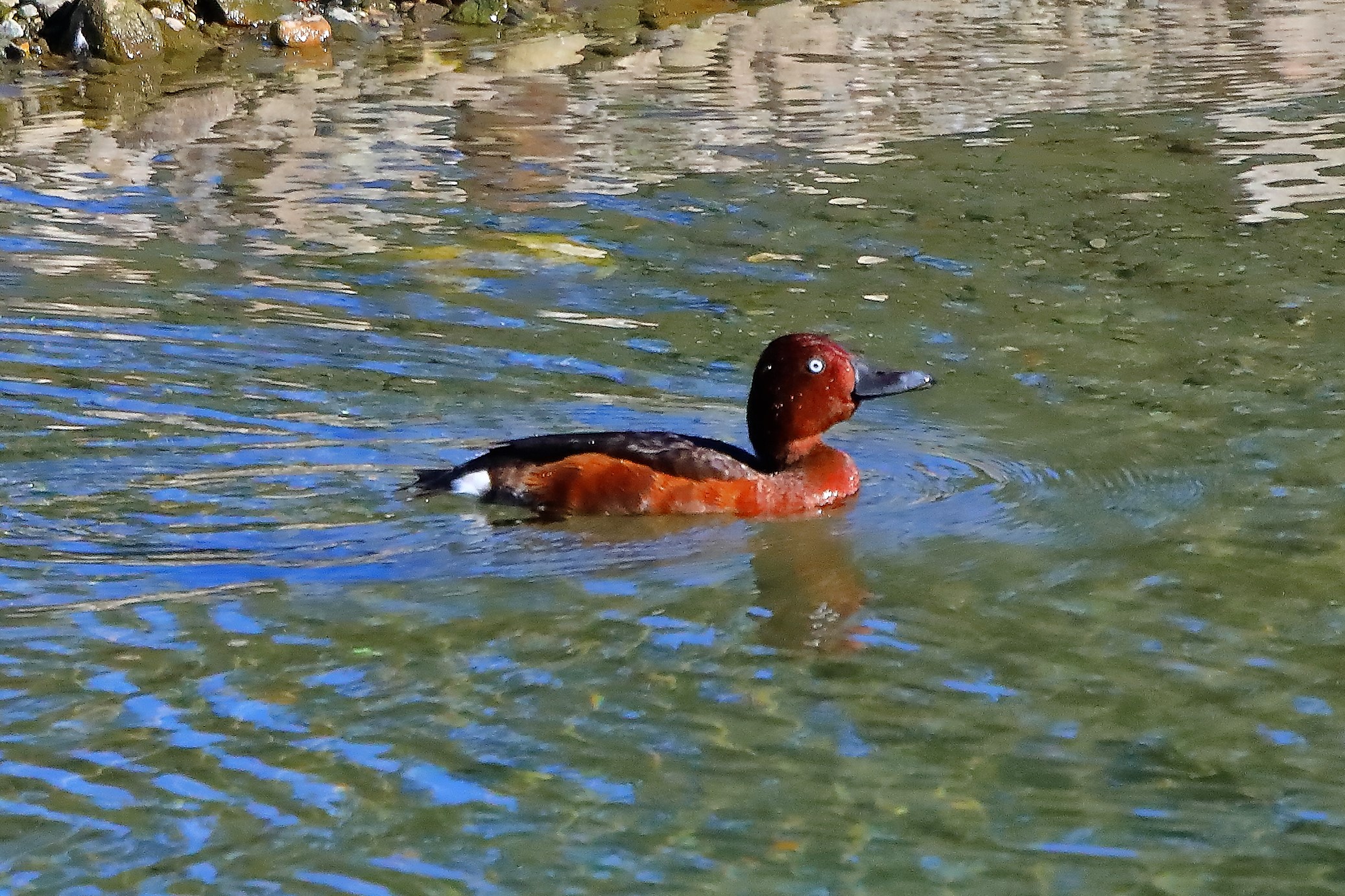 moretta tabaccata 02-10-2022