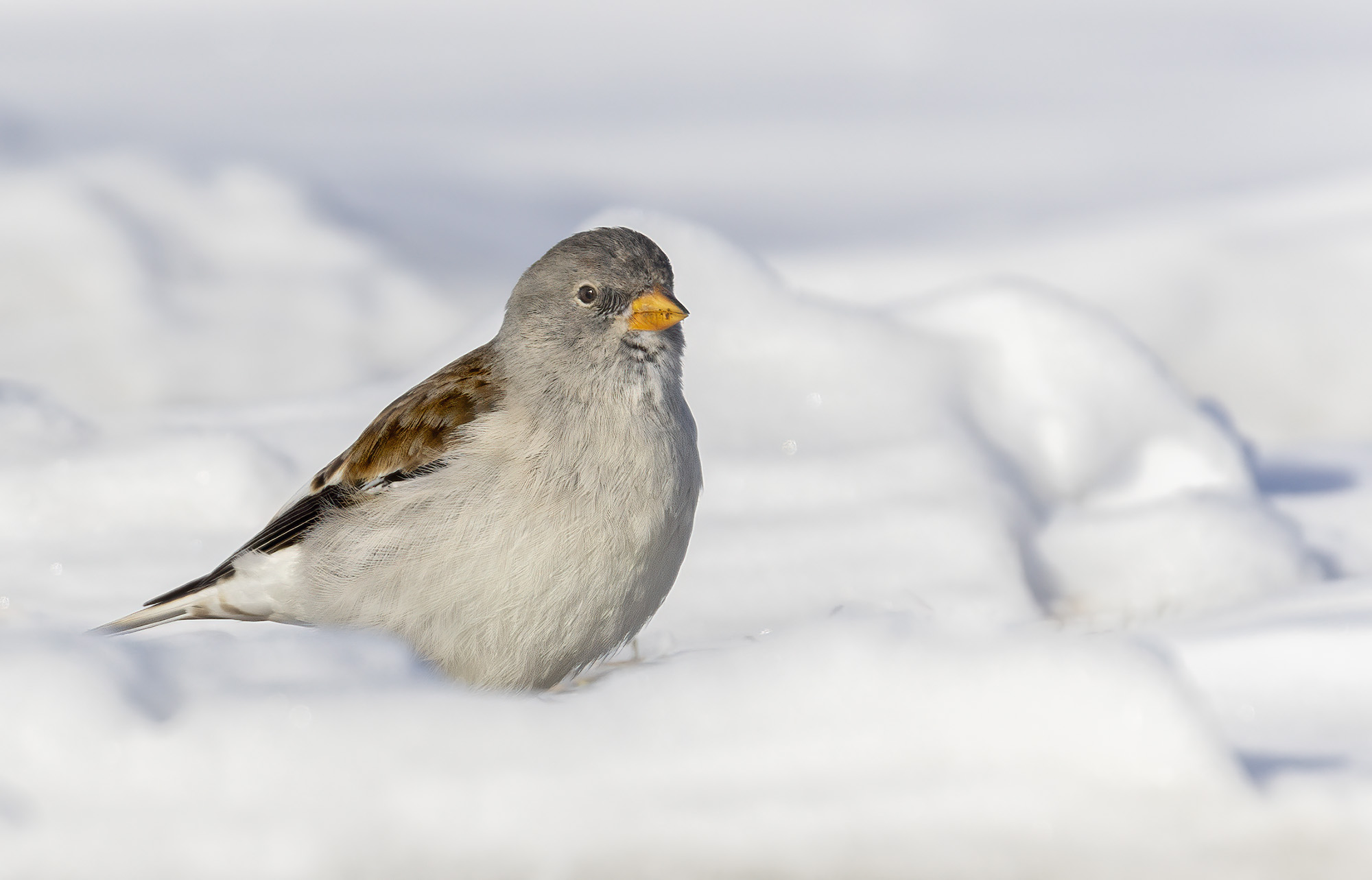neve come ovatta e fringuello alpino