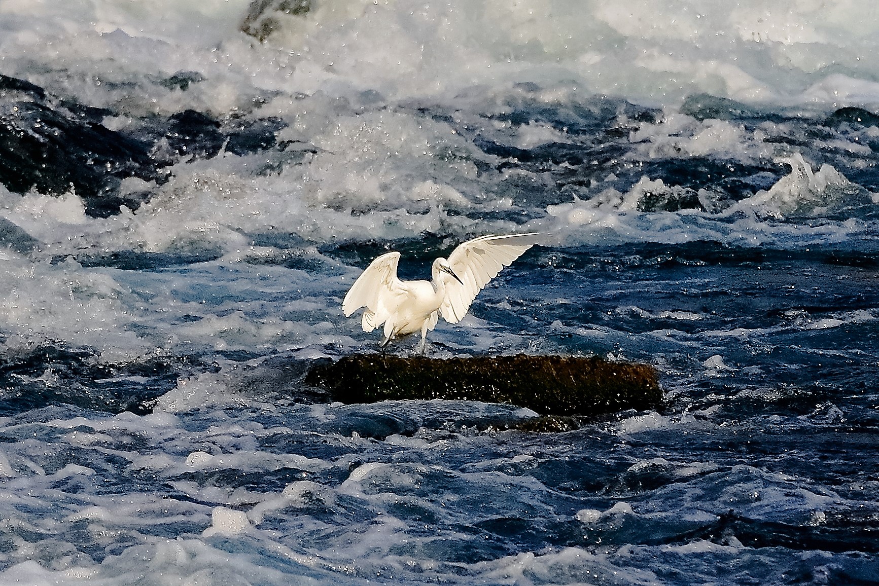 garzetta 19 ottobre 2022