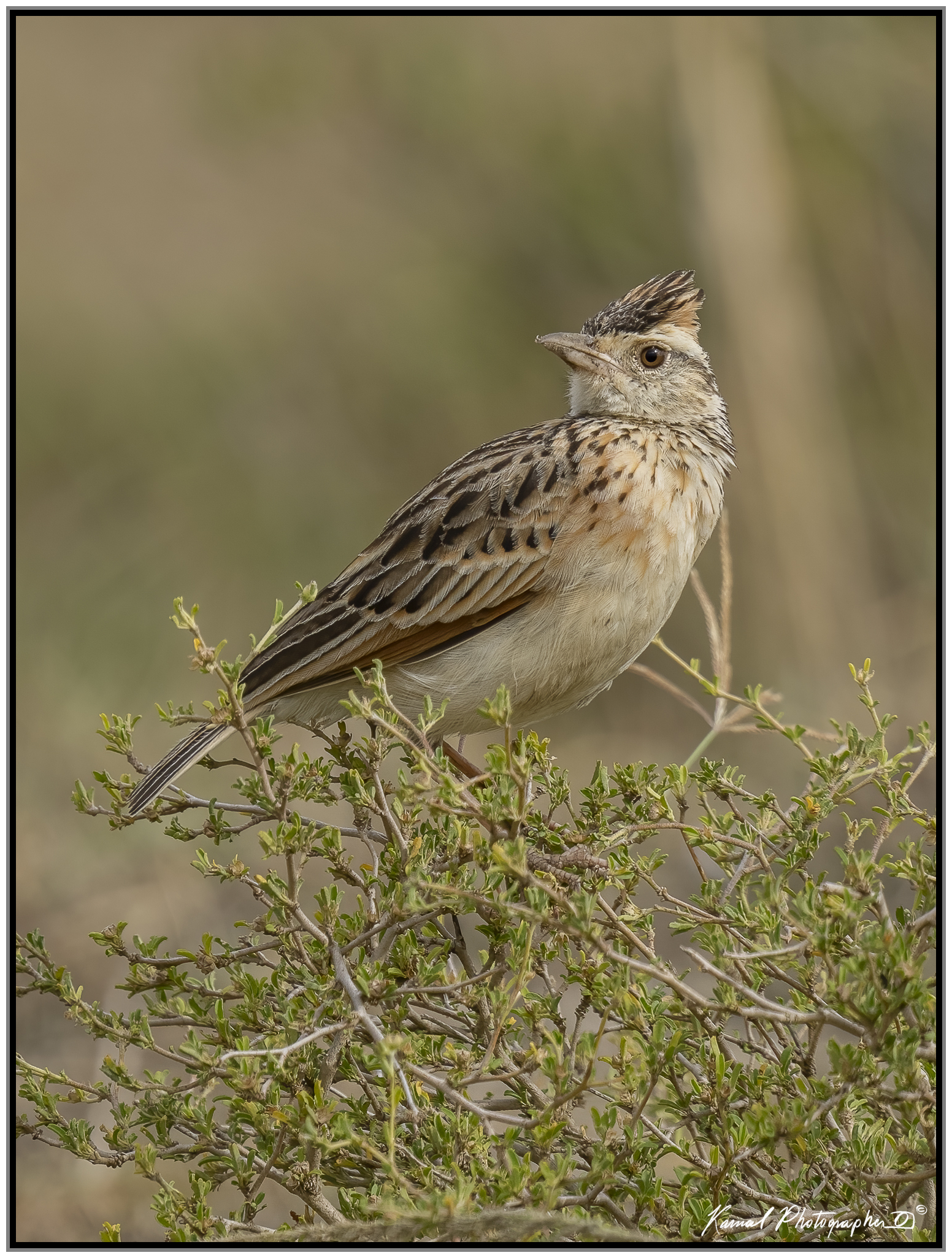 Rufous-naped greenlet