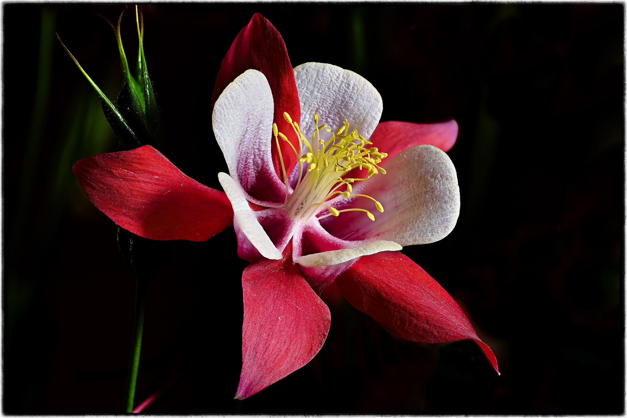 Aquilegia