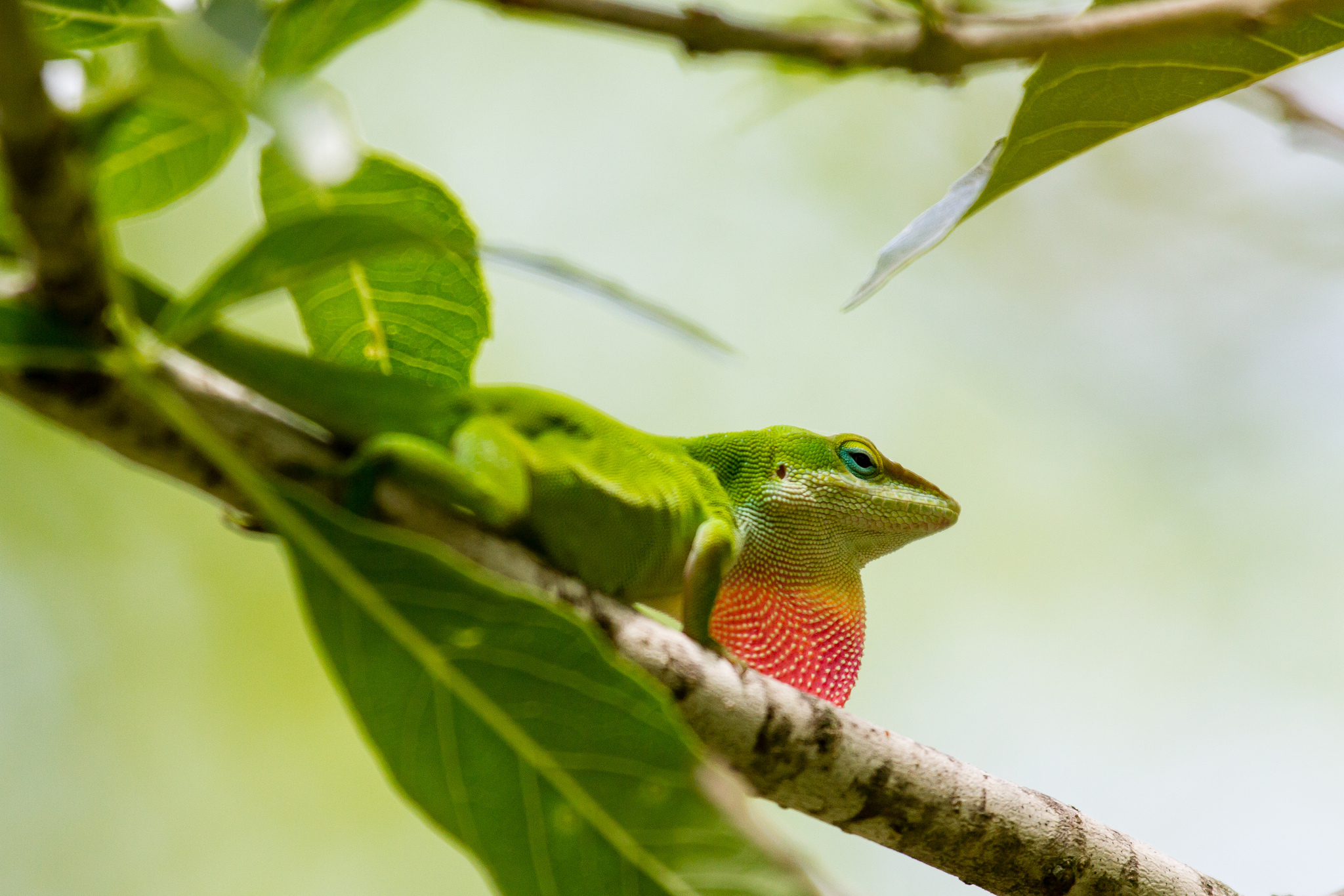 Carolina anole
