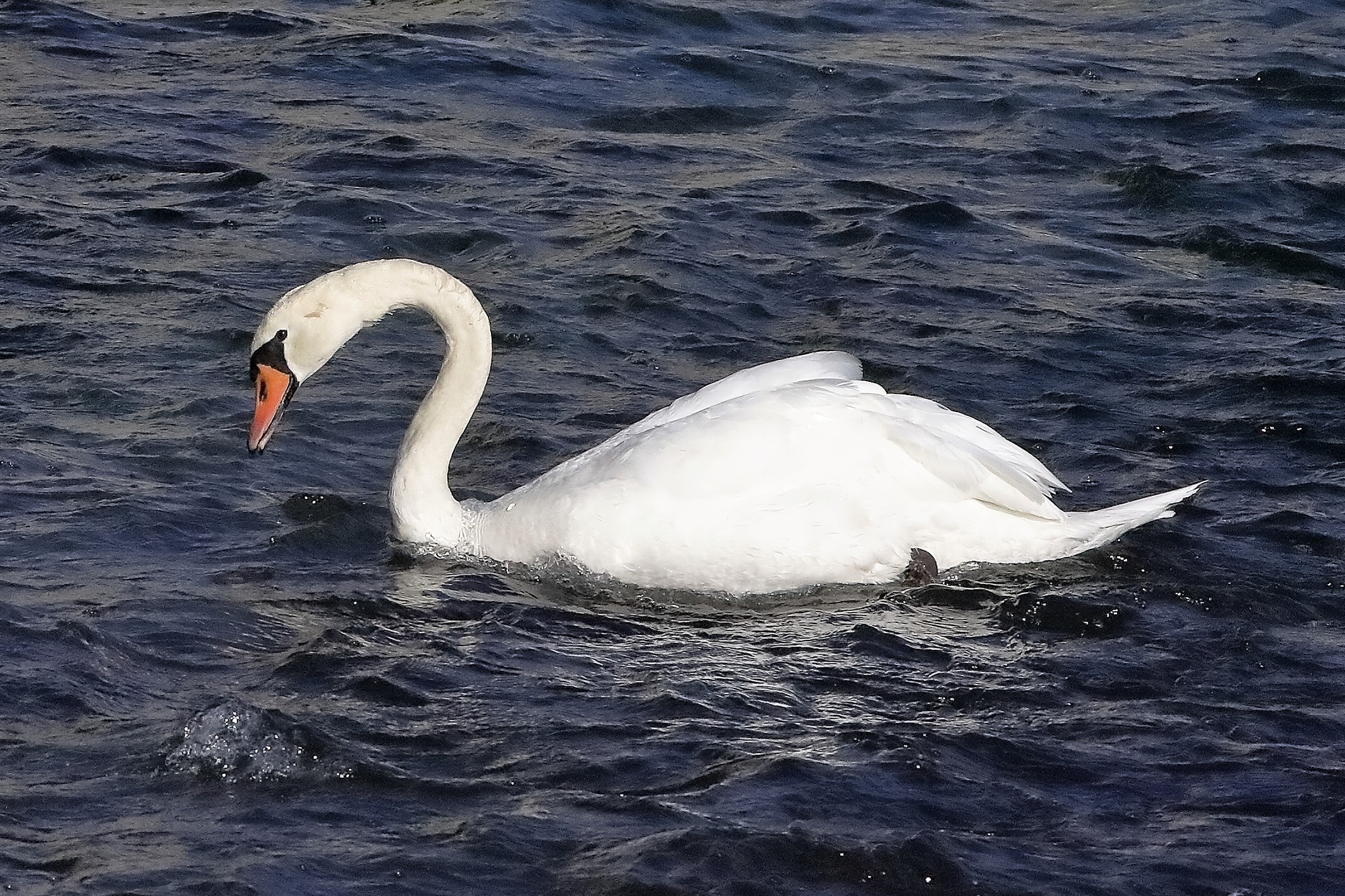 cigno 22 ottobre 2022