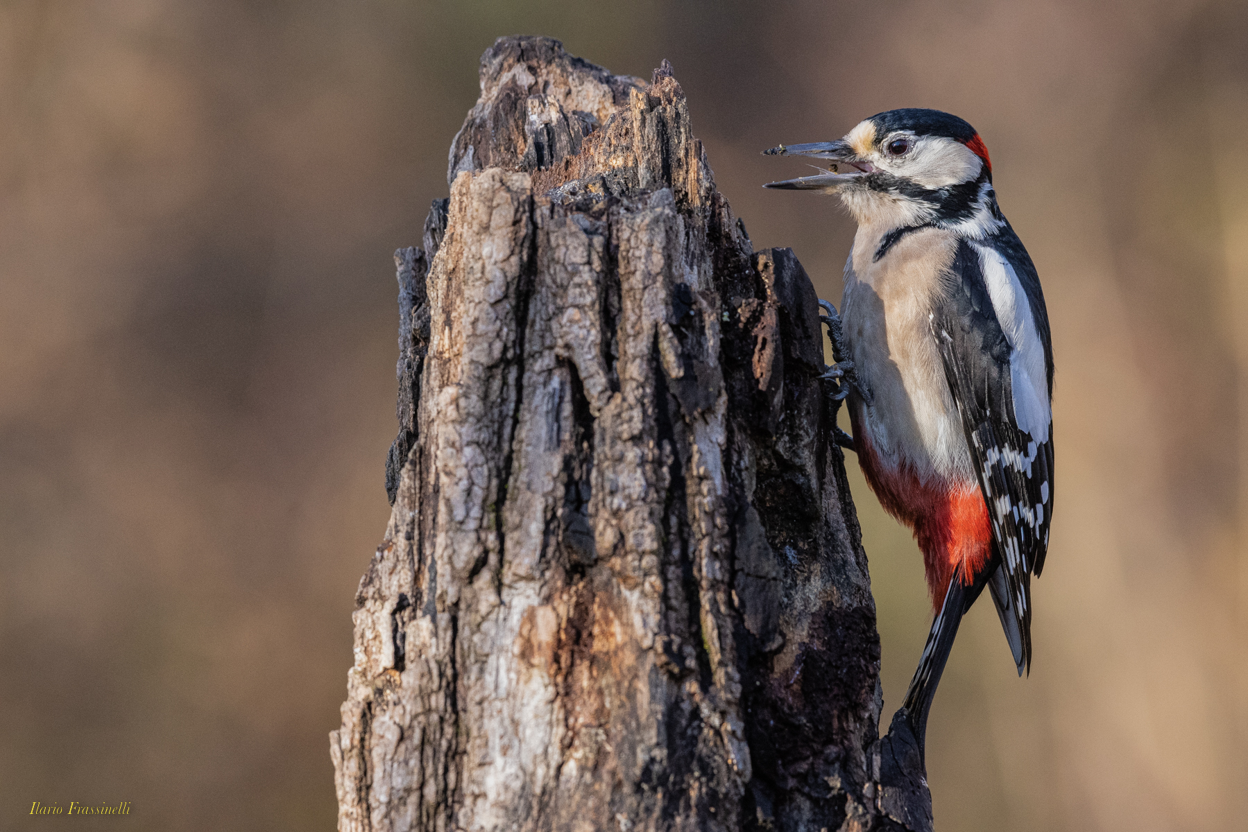 Greater spotted woodpecker