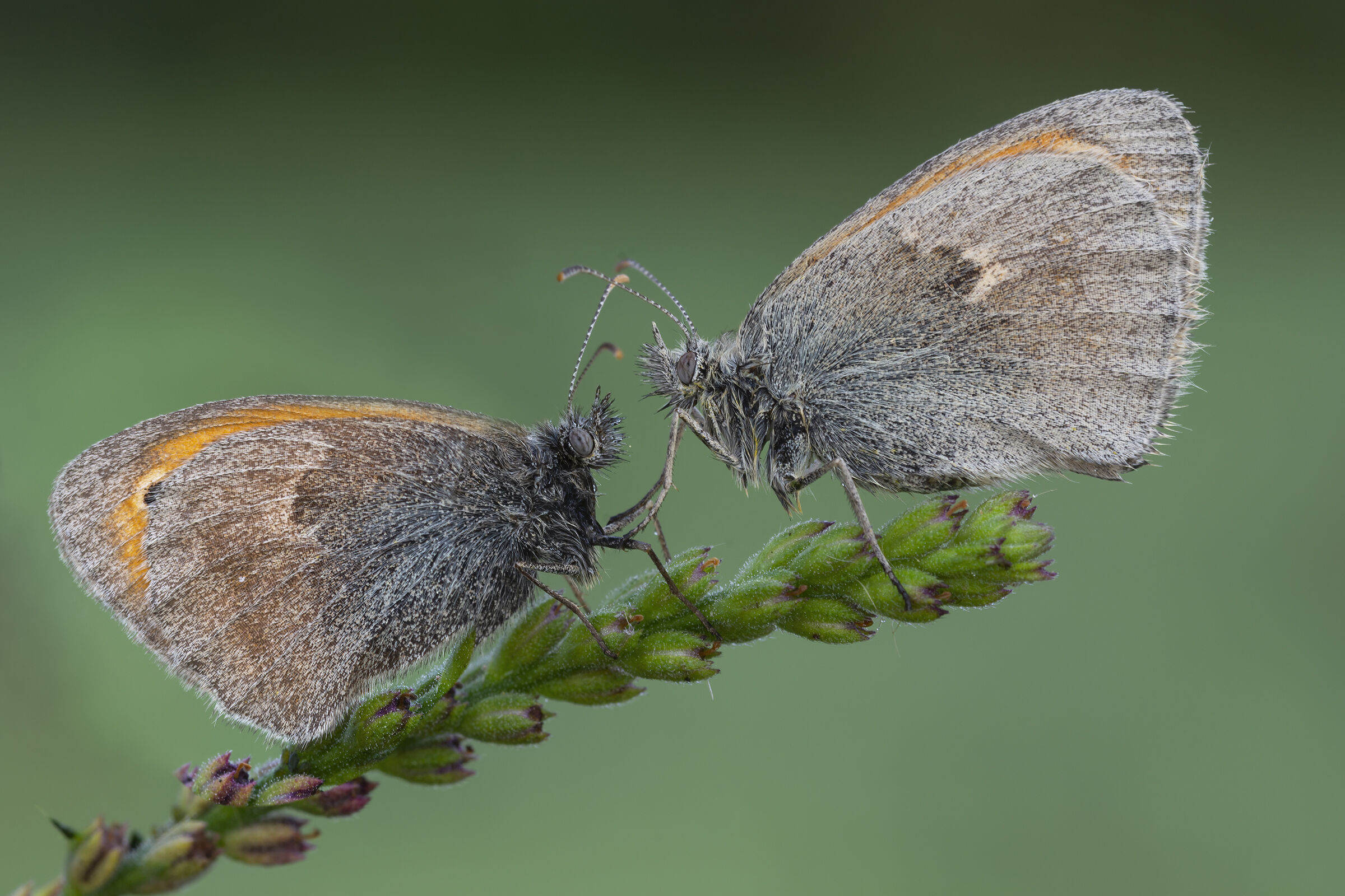 Coenonympha pamphilus encore