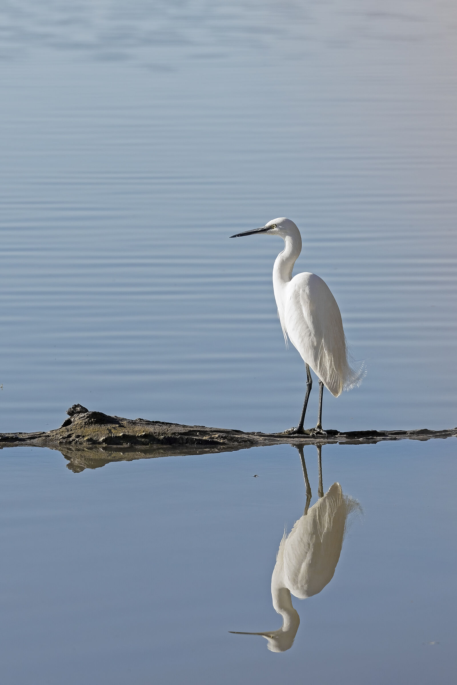 Egret