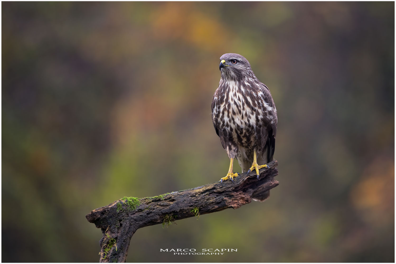 Autumn buzzard