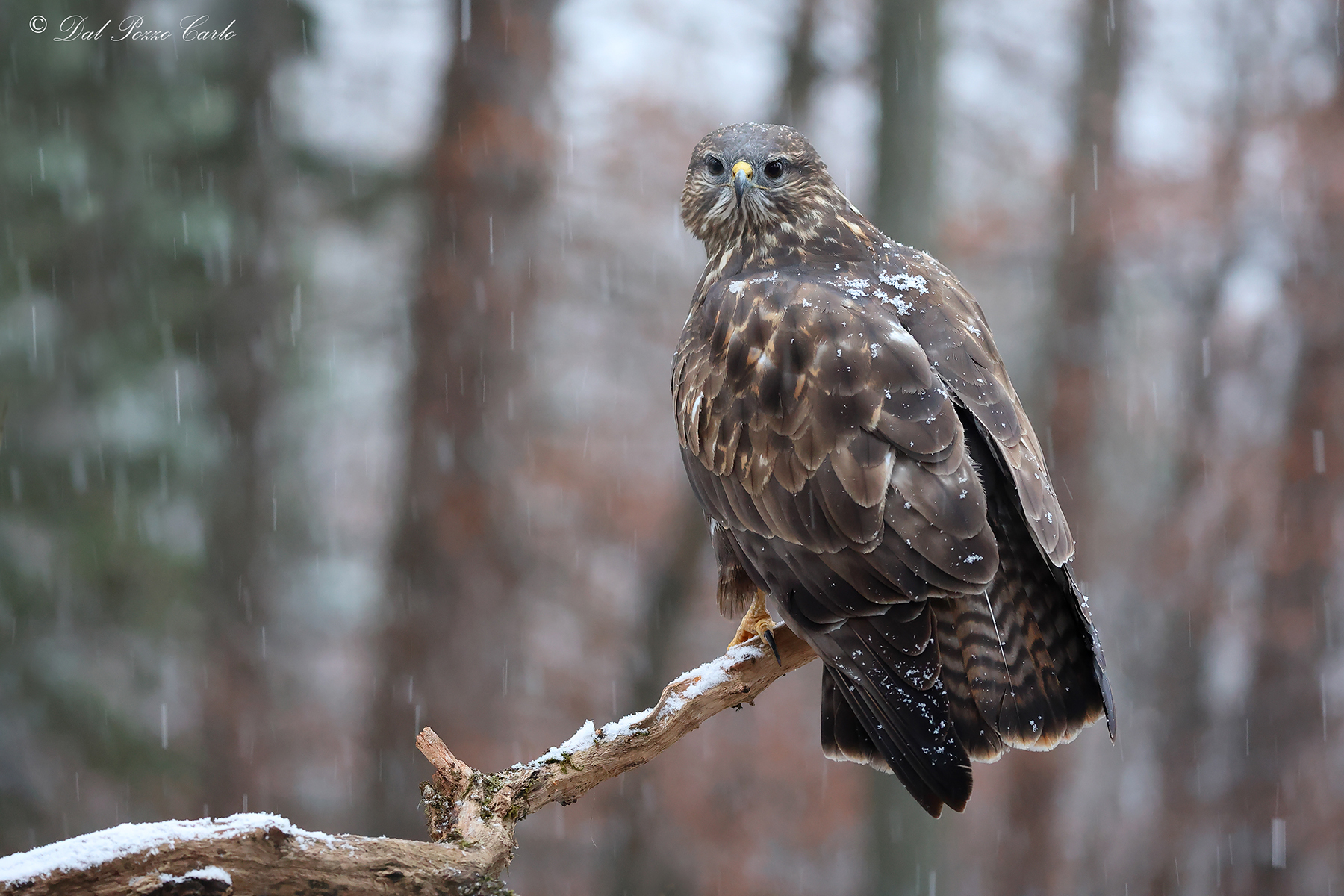 Fiocca on the Buzzard