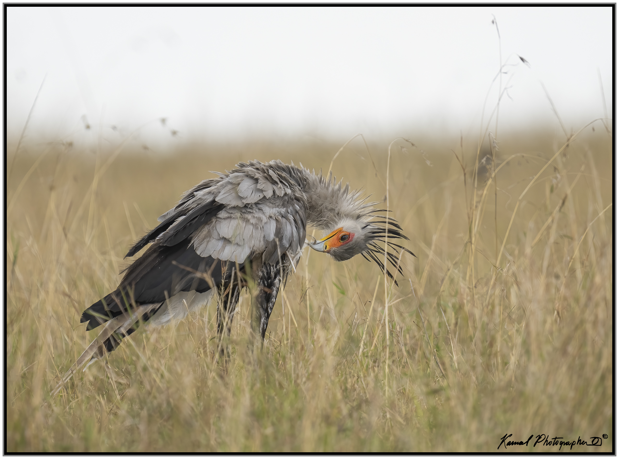 Sagittarius serpentarius