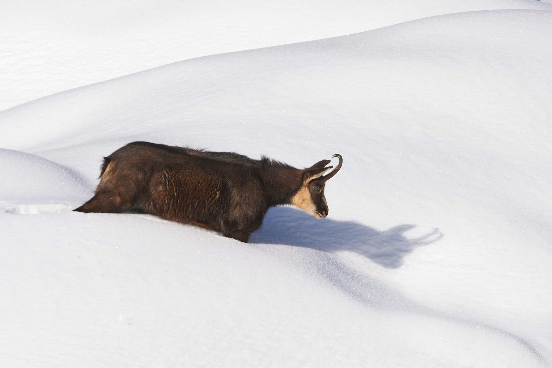 Winter and Chamois