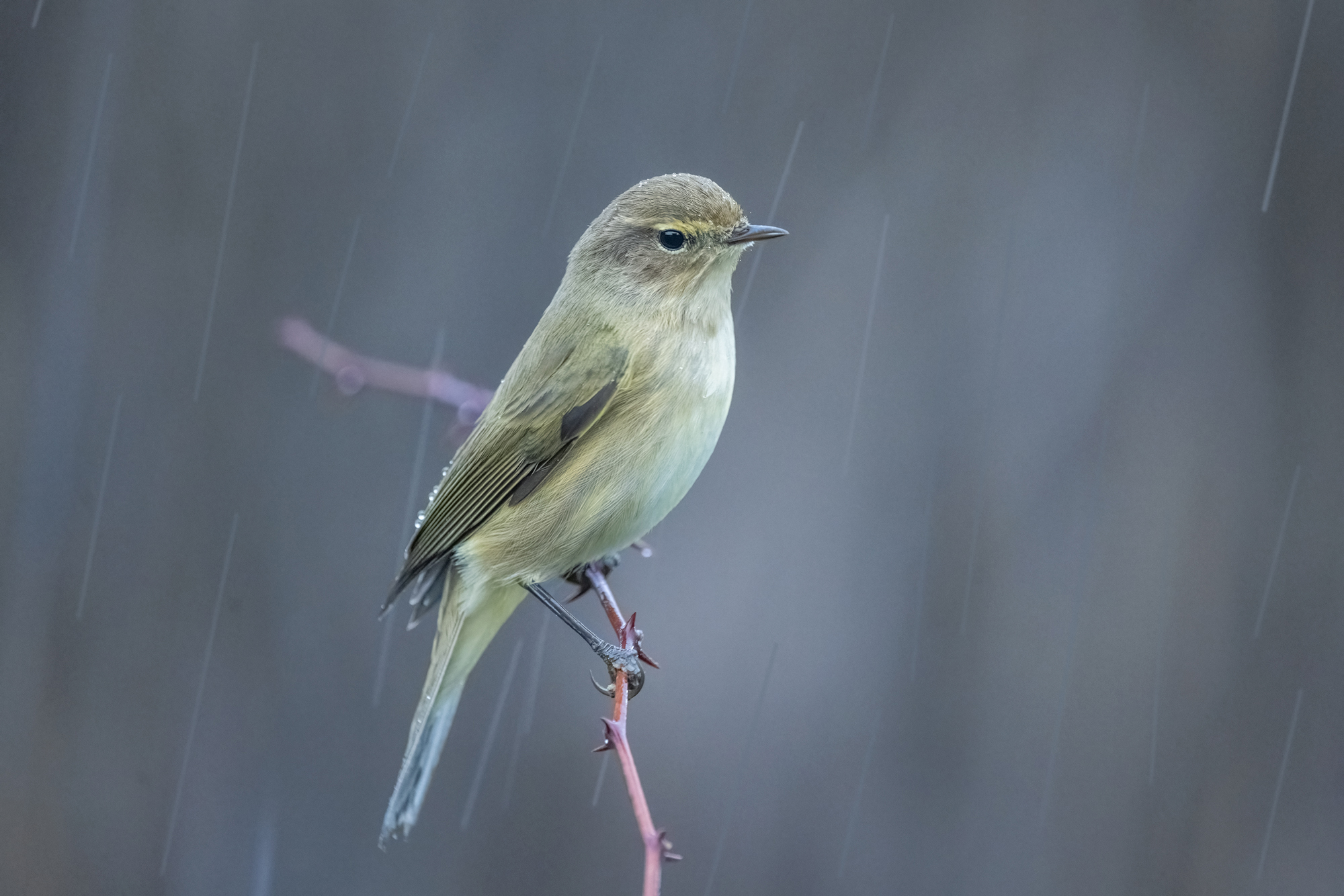 ..piove!..