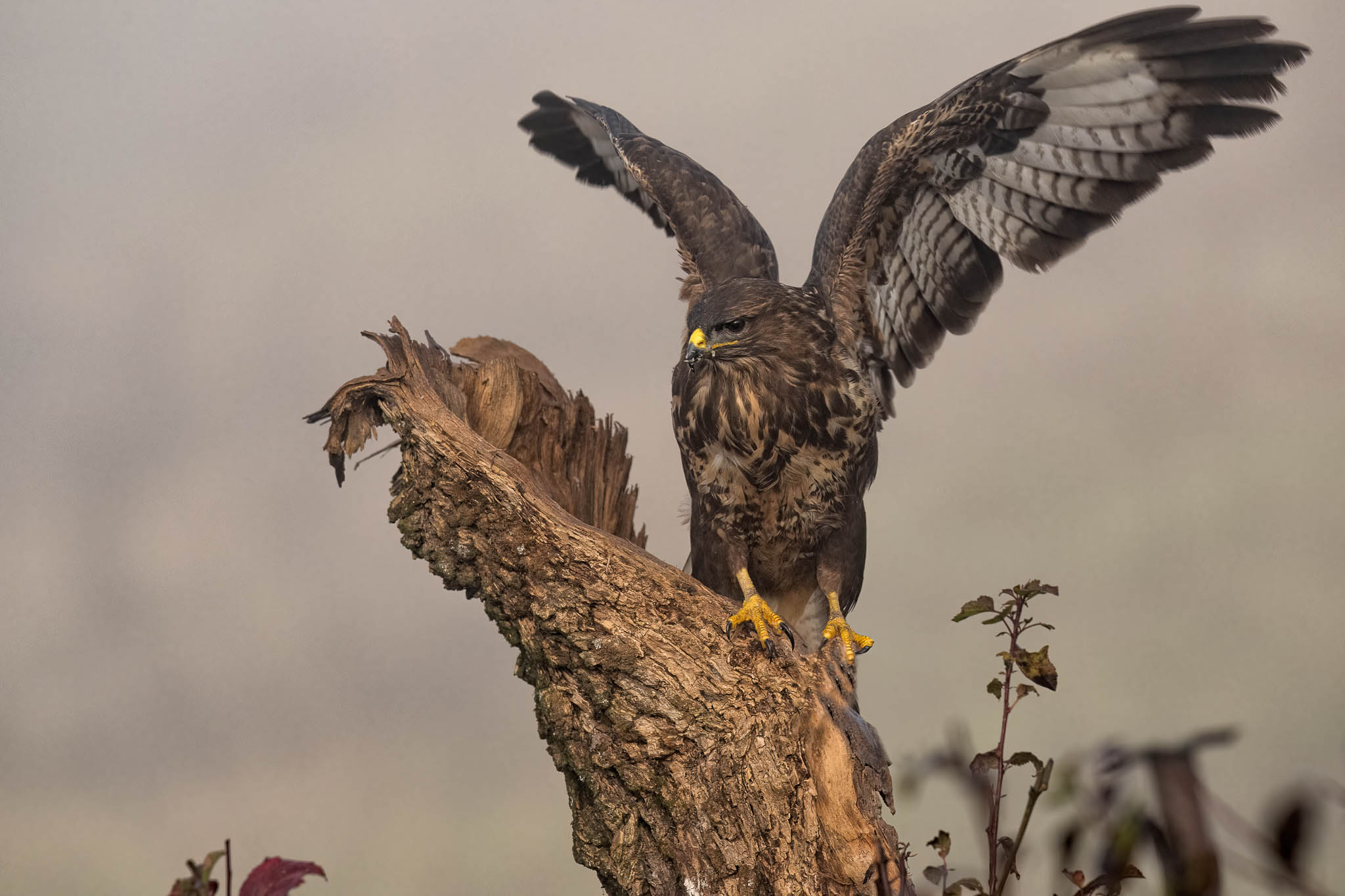 Buzzard