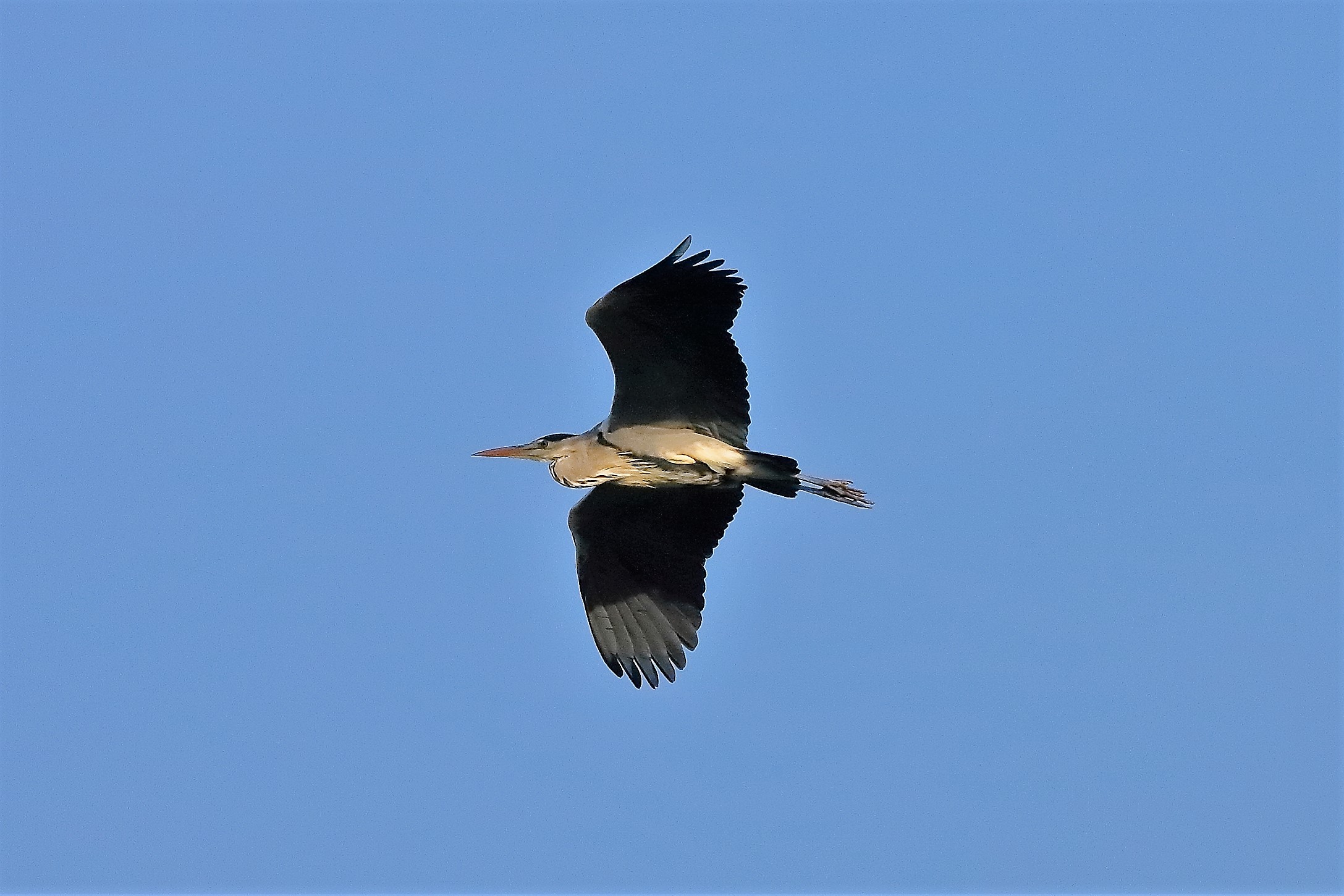 cenerino 19 ottobre 2022