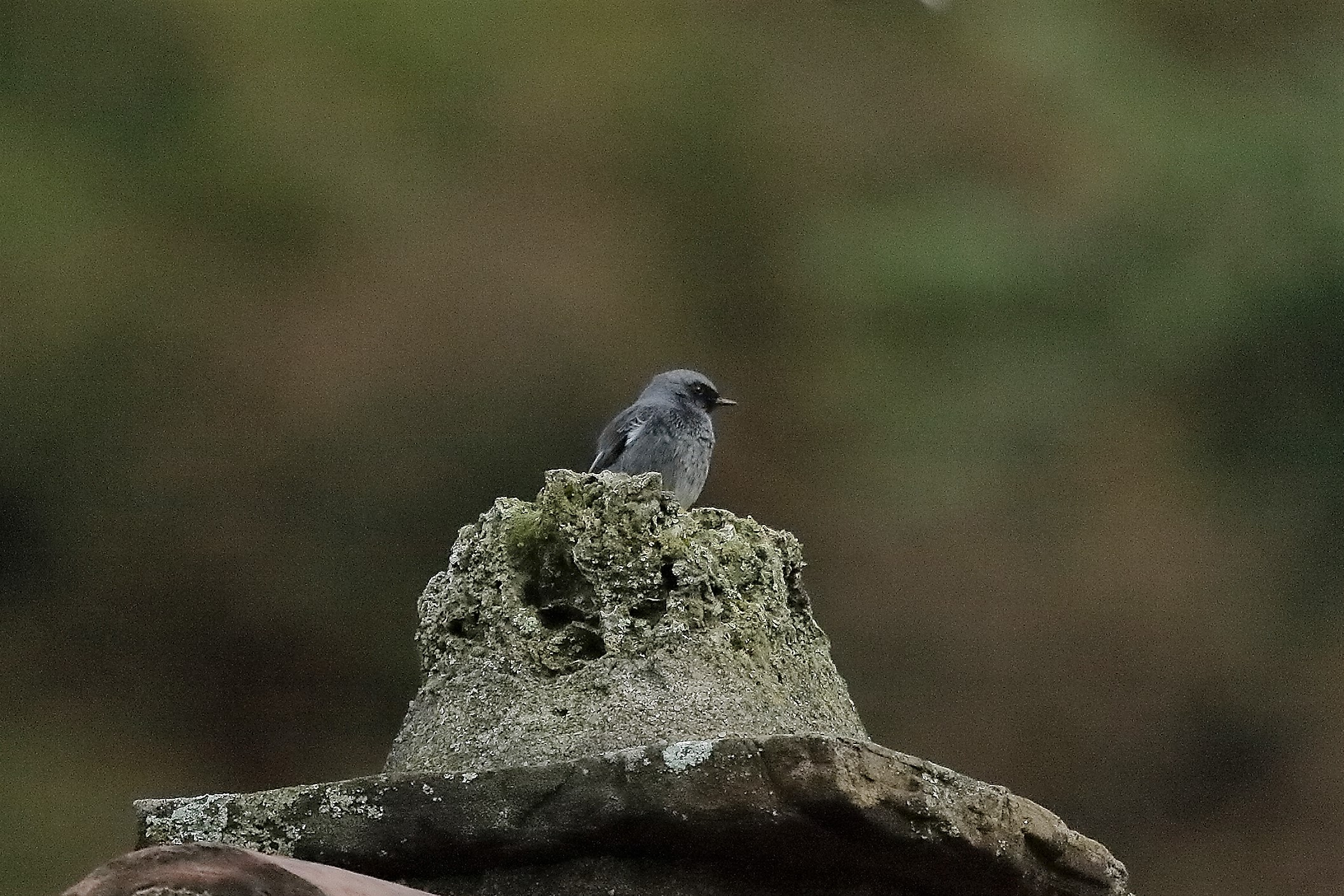 codirosso sp 22-10-2022