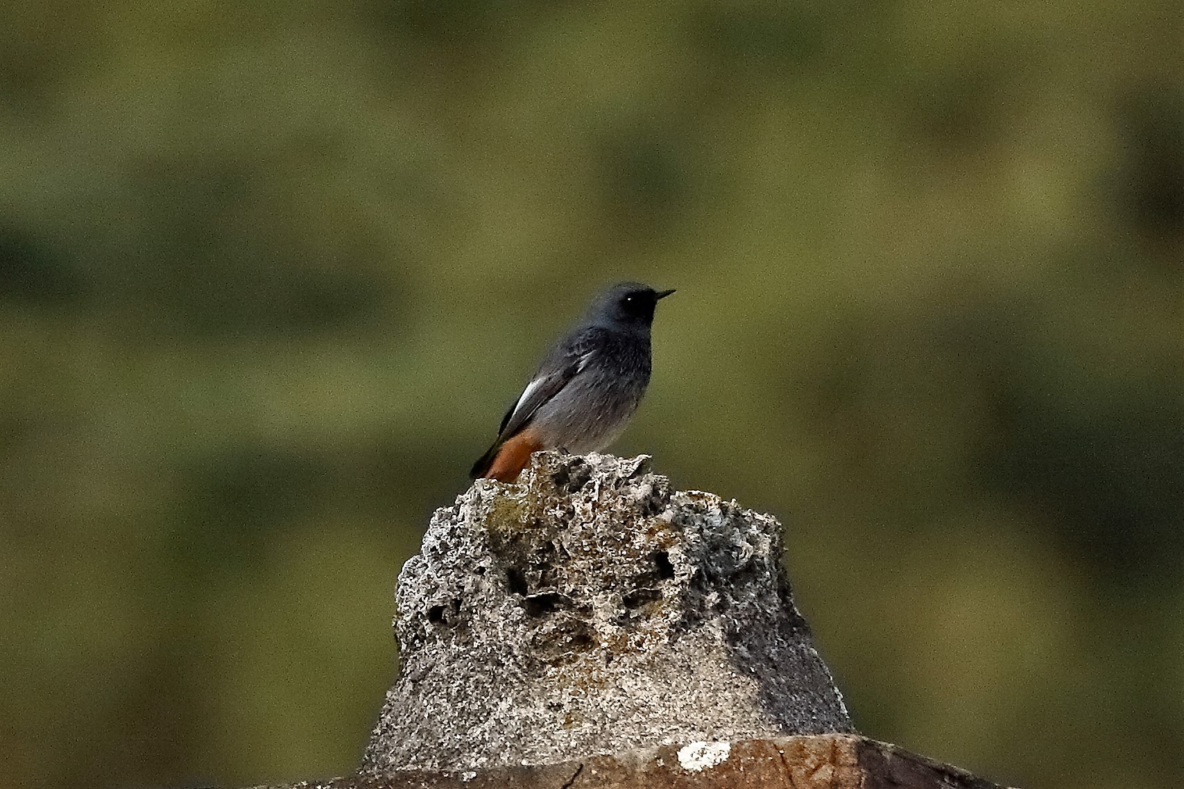 codirosso sp 25 ottobre 2022