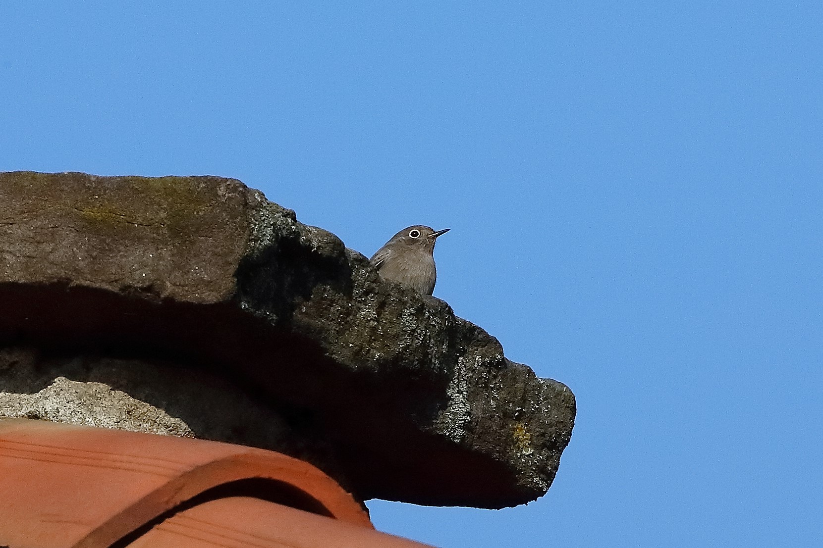 codirosso sp 26 ottobre 2022