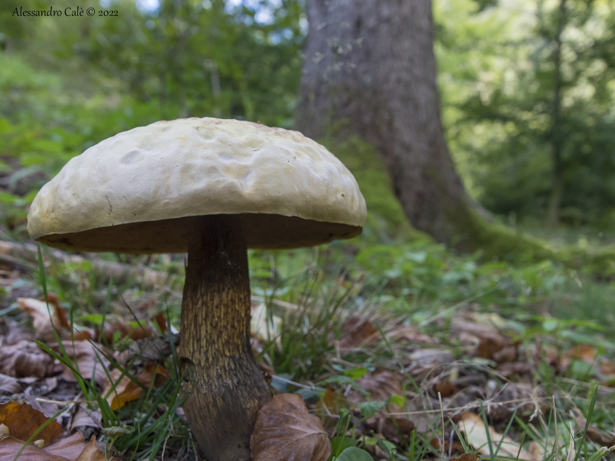 Boletus luridus (Boleto lurido) 8602