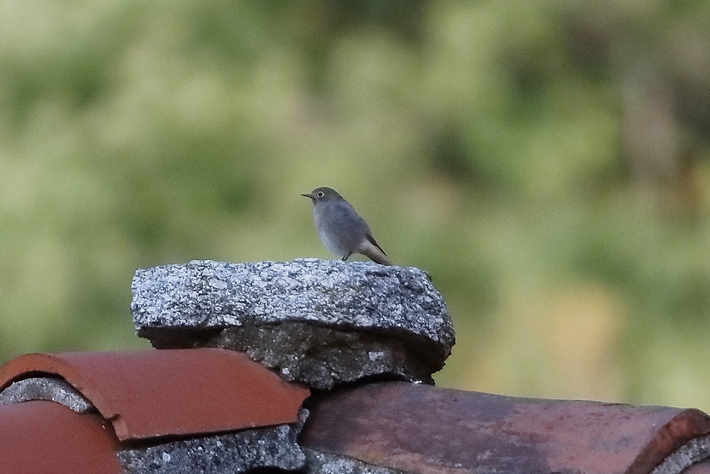 codirosso sp 27 ottobre 2022