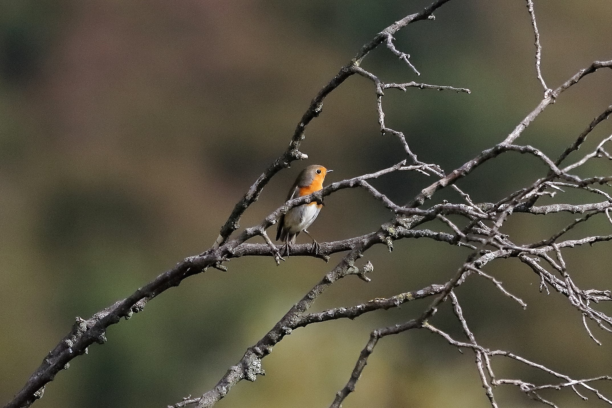 pettirosso 28-10-2022