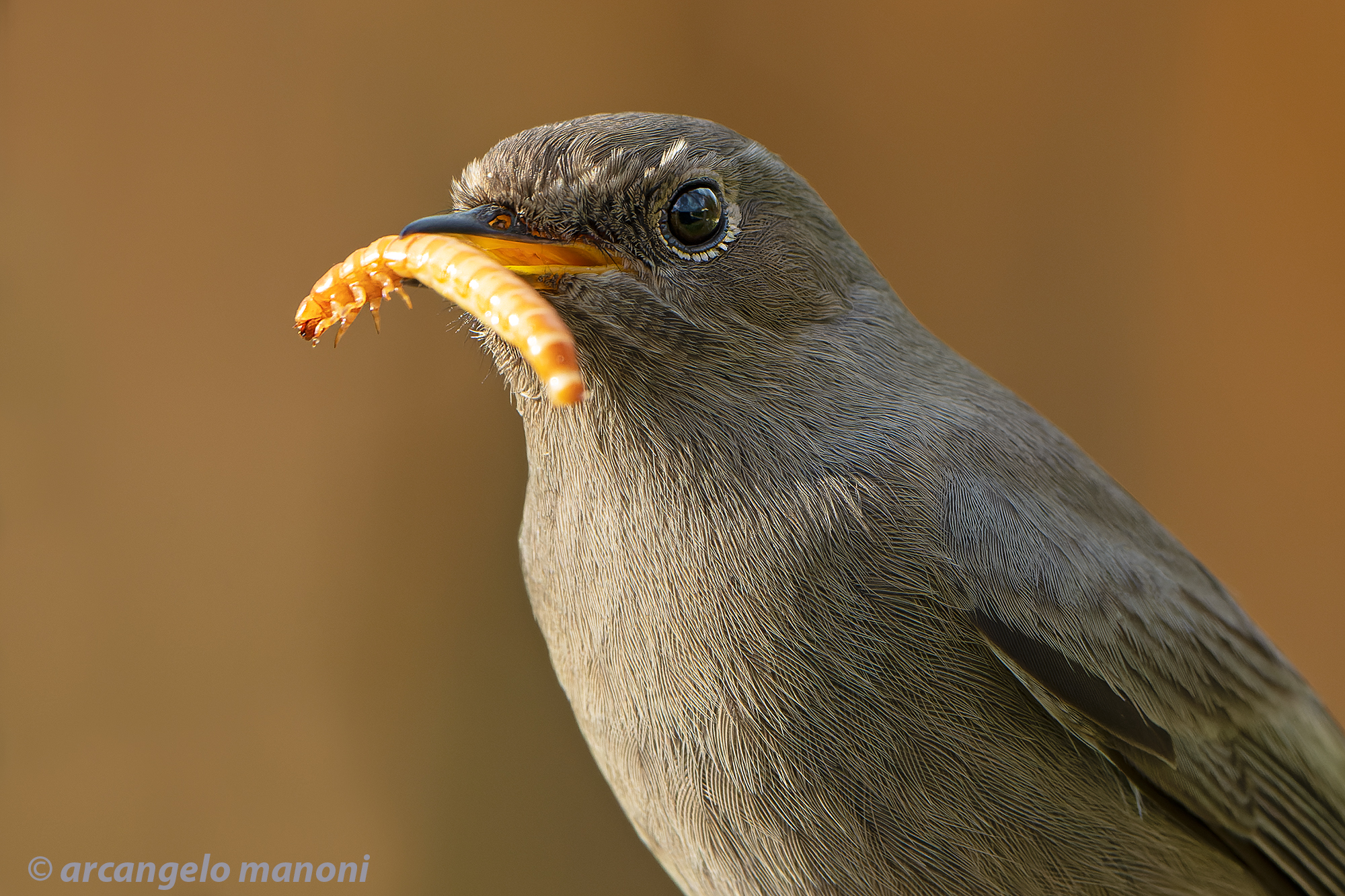 The mealworm and the redstart