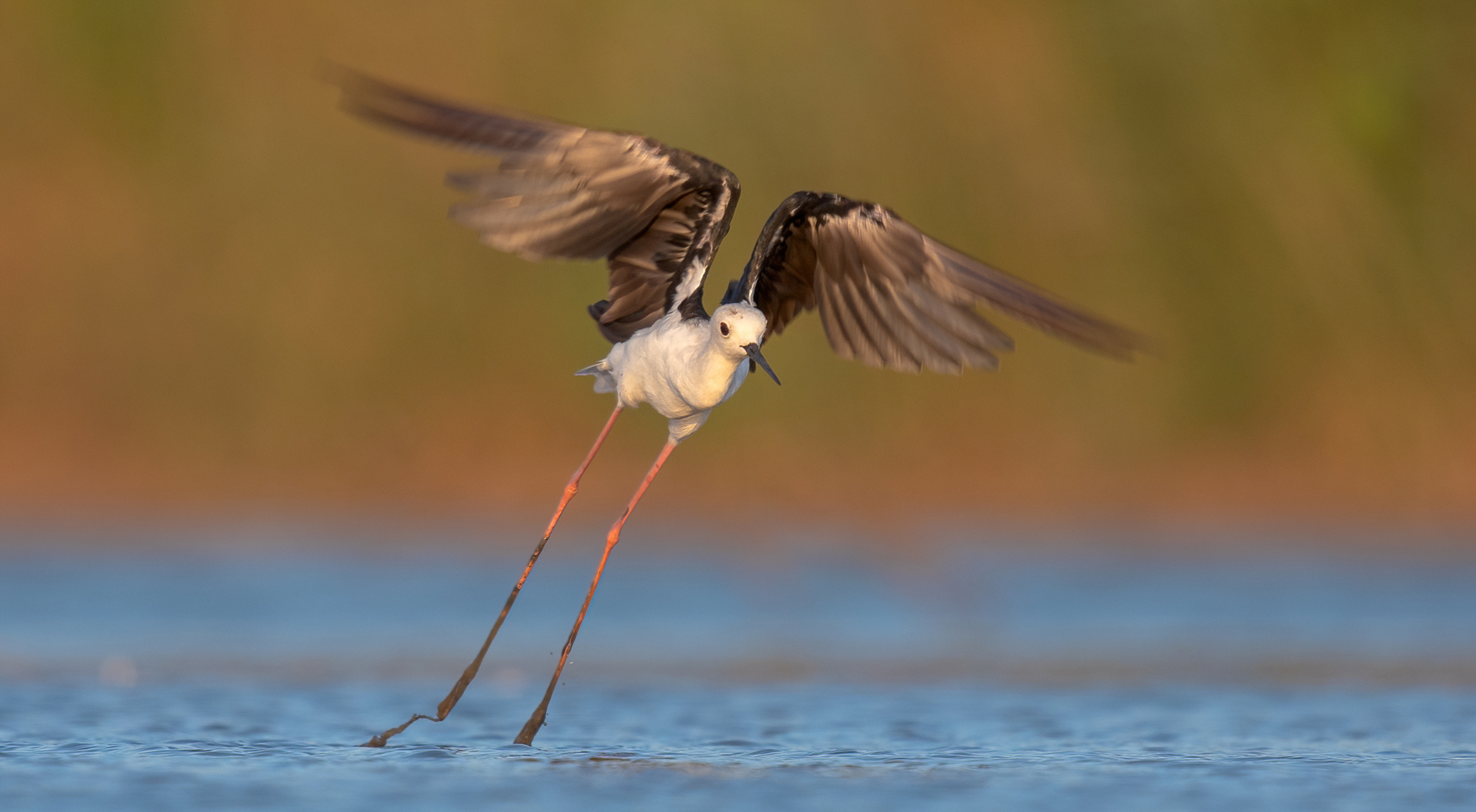 black winged stilt