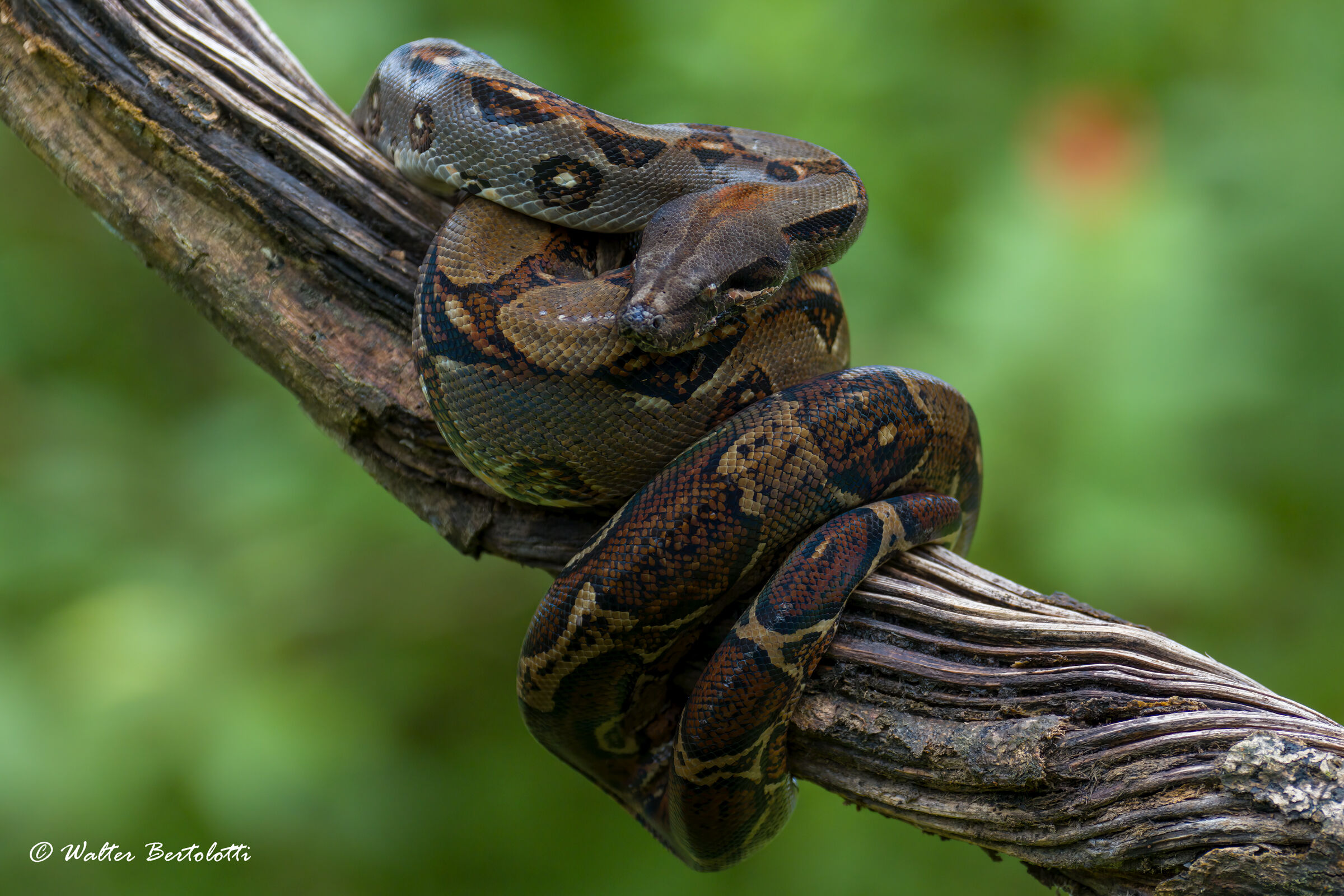 Boa constrictor