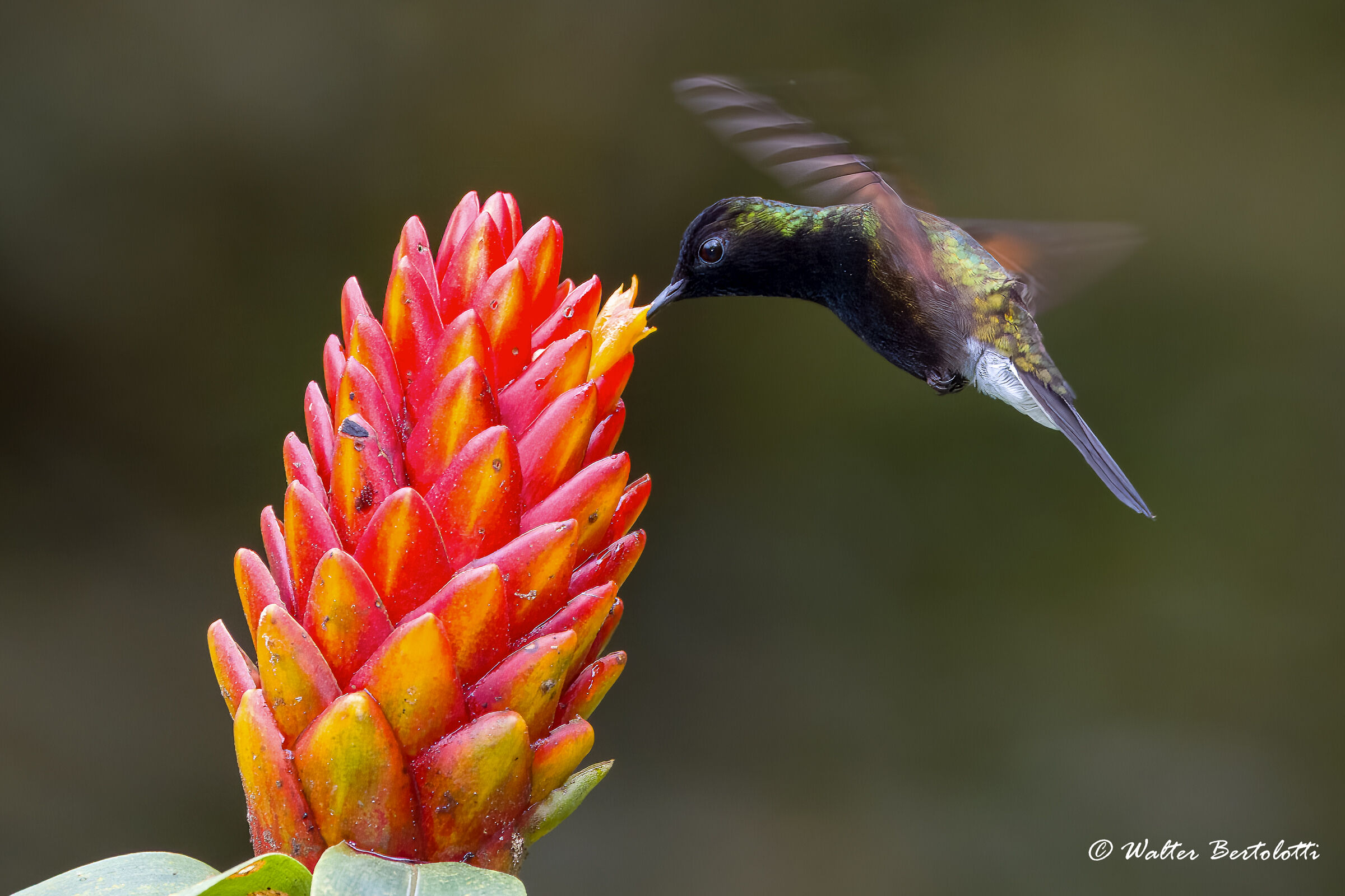 A life in flight