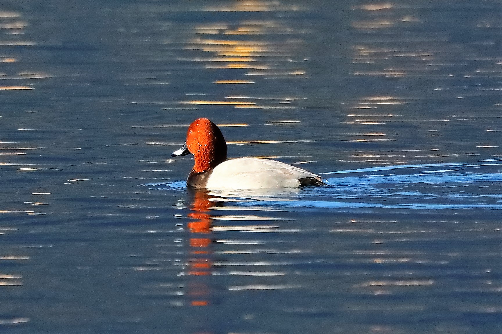 moriglione 10-11-2022