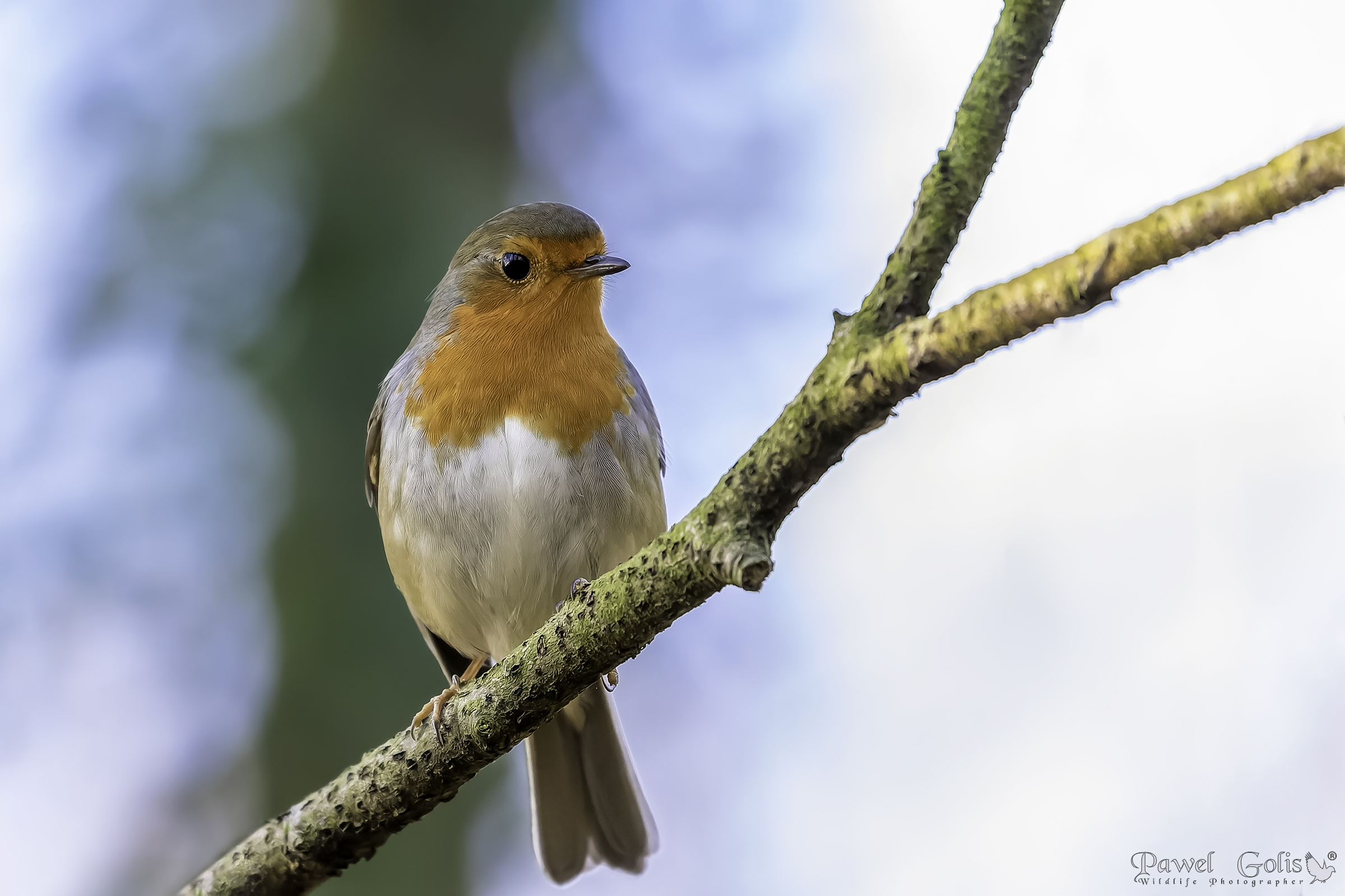 Pettirosso europeo (Erithacus rubecula)