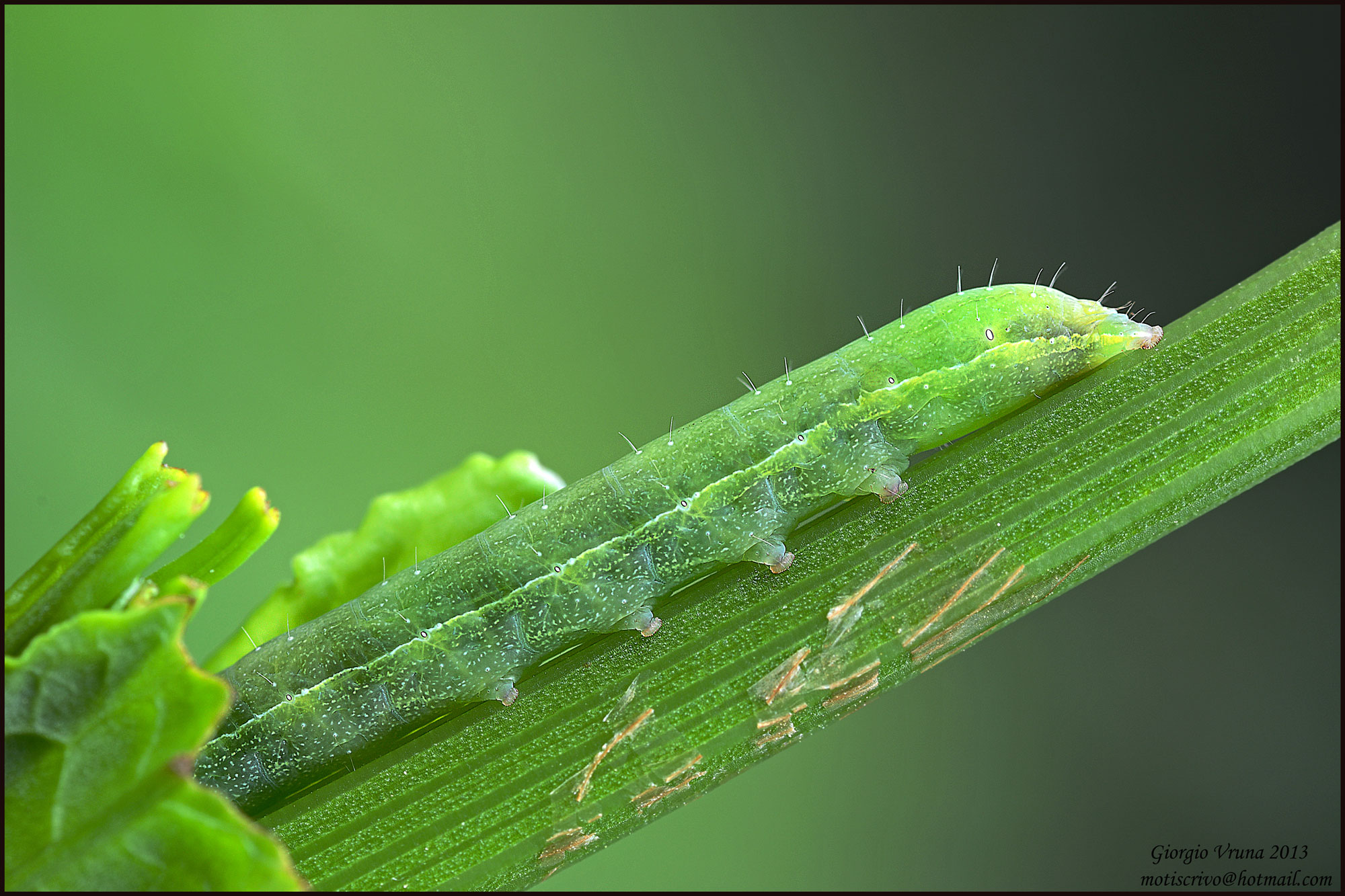 Caterpillar