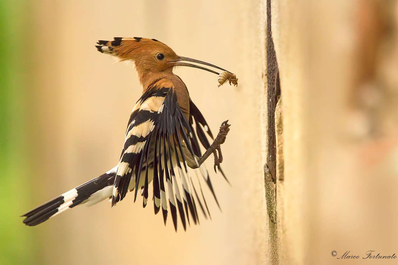 Hoopoe