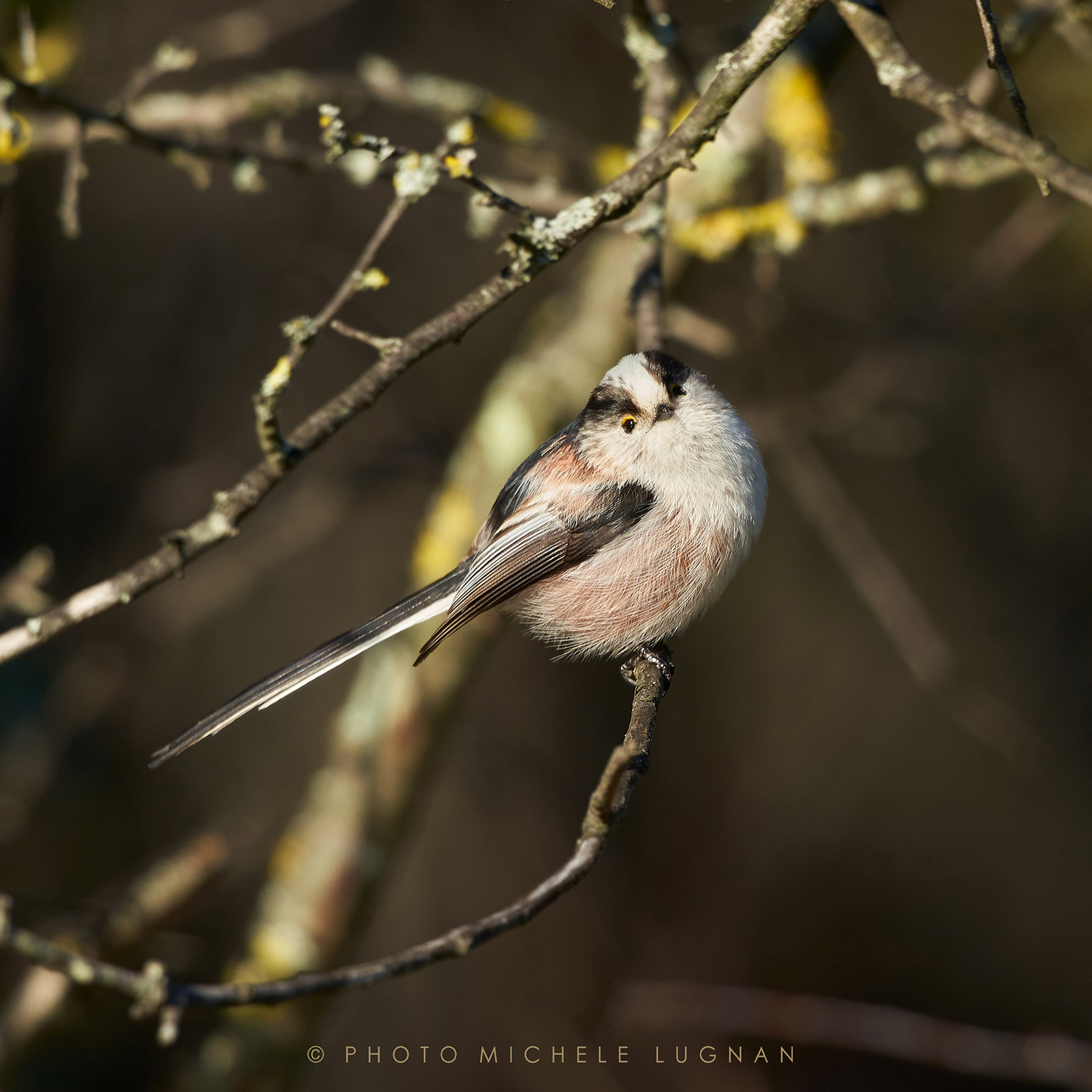 Aegithalos caudatus (vulg.it. codibugnolo)
