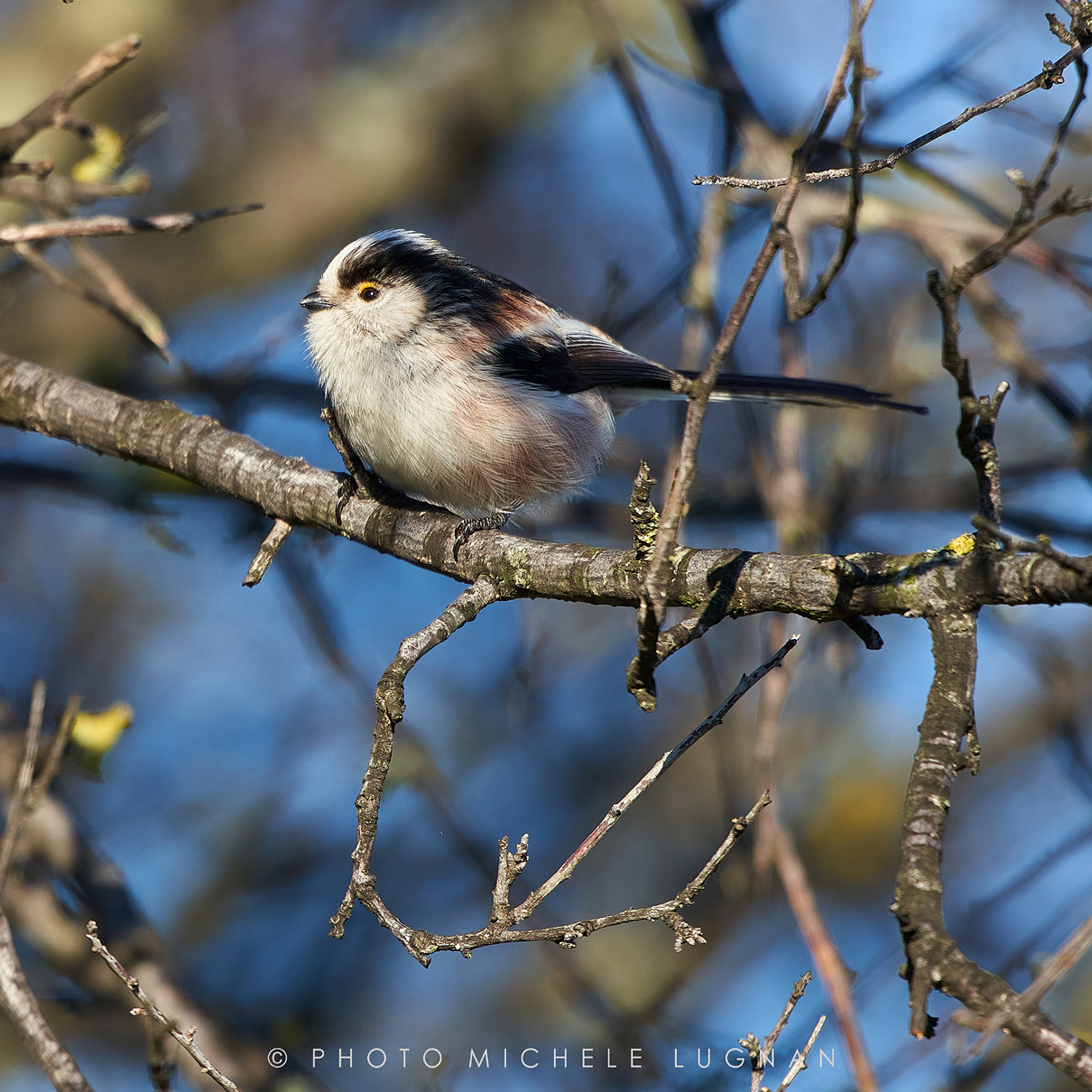 Aegithalos caudatus (vulg.it. codibugnolo)