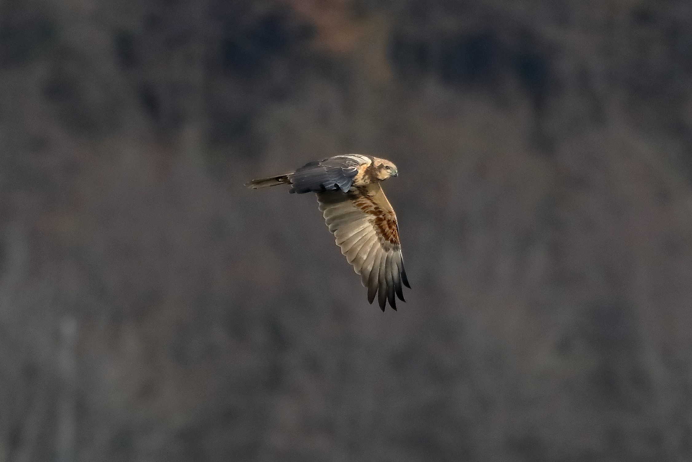 Falco di palude F dicembre 2022