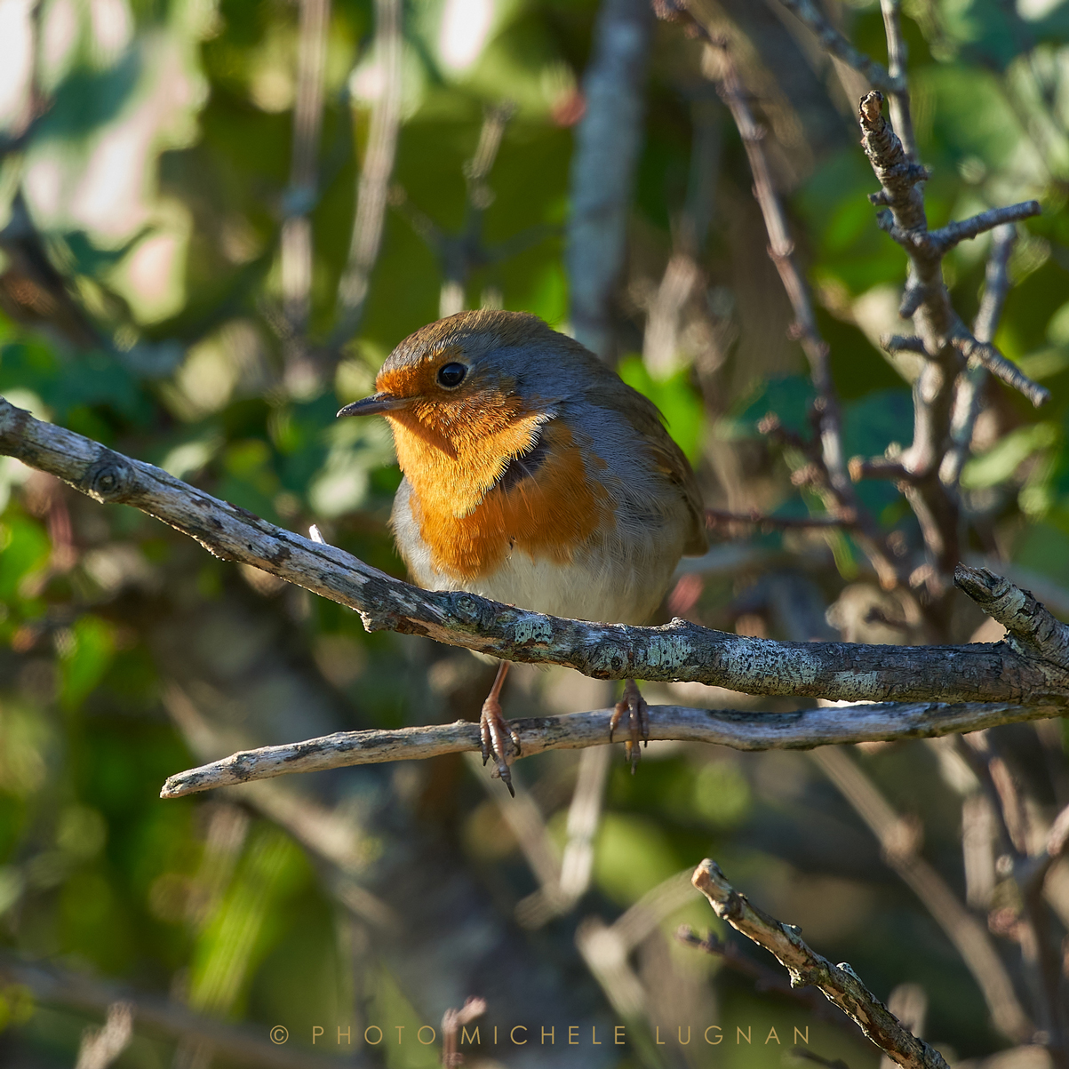 Erithacus rubecula (vulg.it. robin)