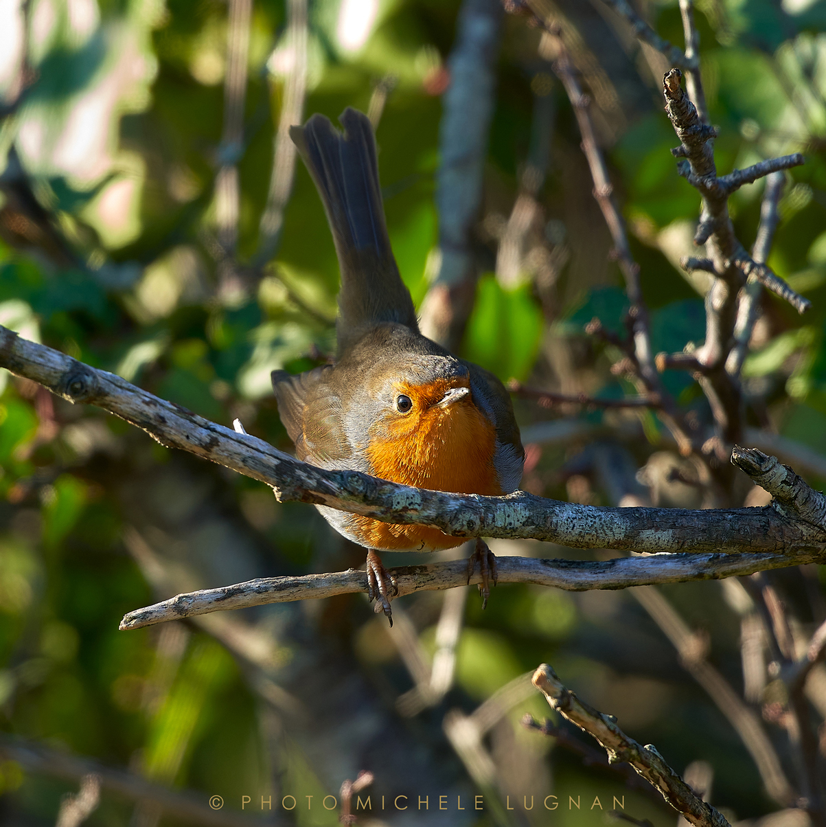 Erithacus rubecula (vulg.it. pettirosso)