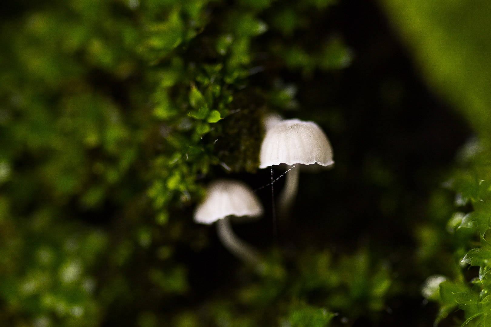 Mushrooms