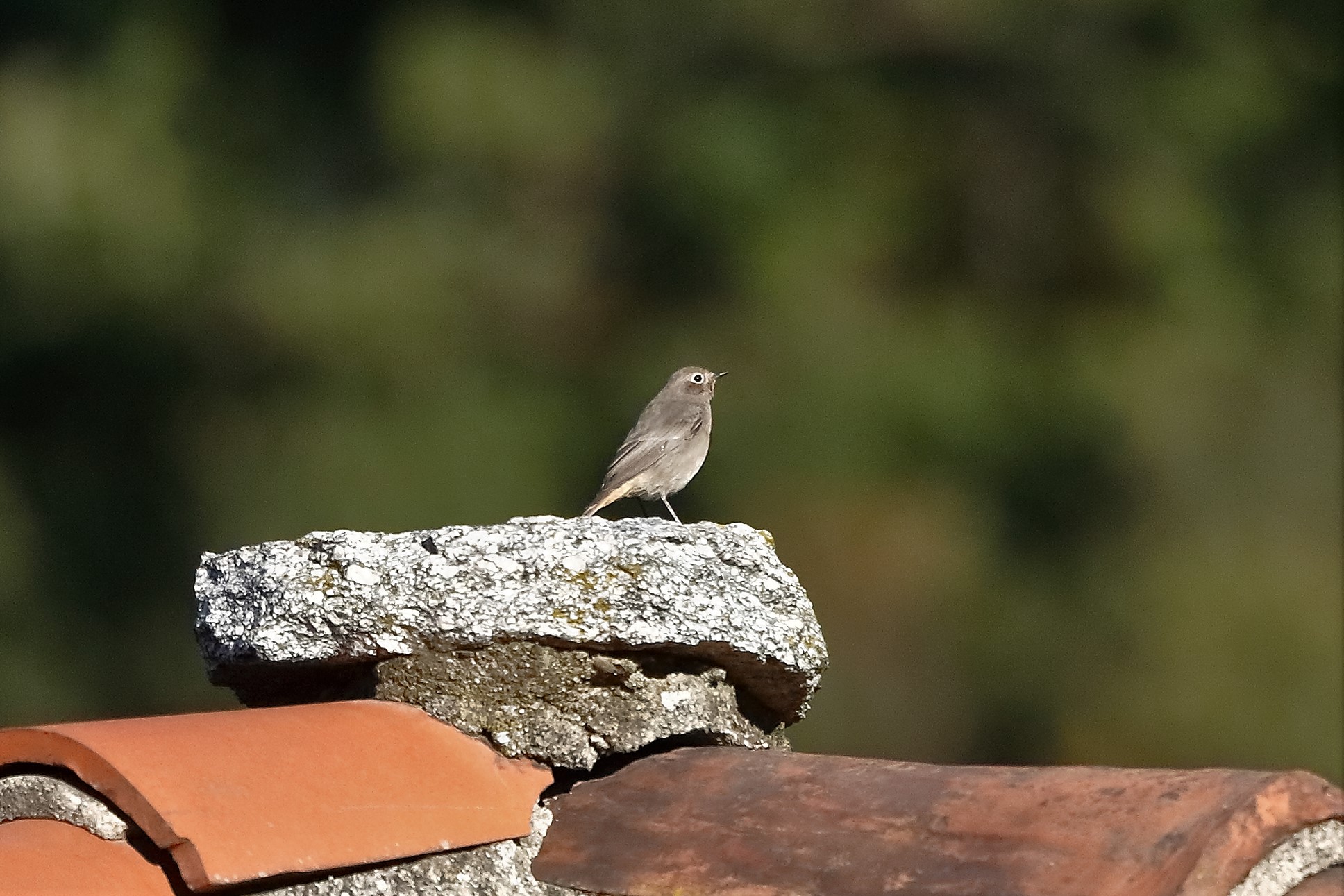 codirosso 07 novembre 2022