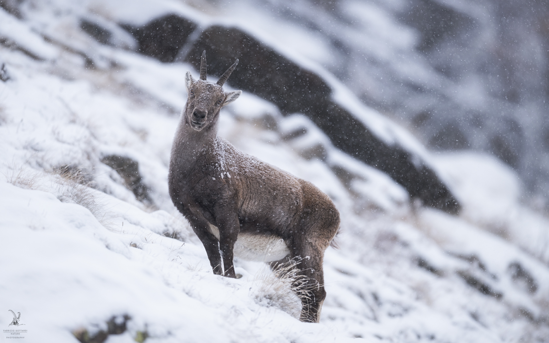 "Old lady" under the snow