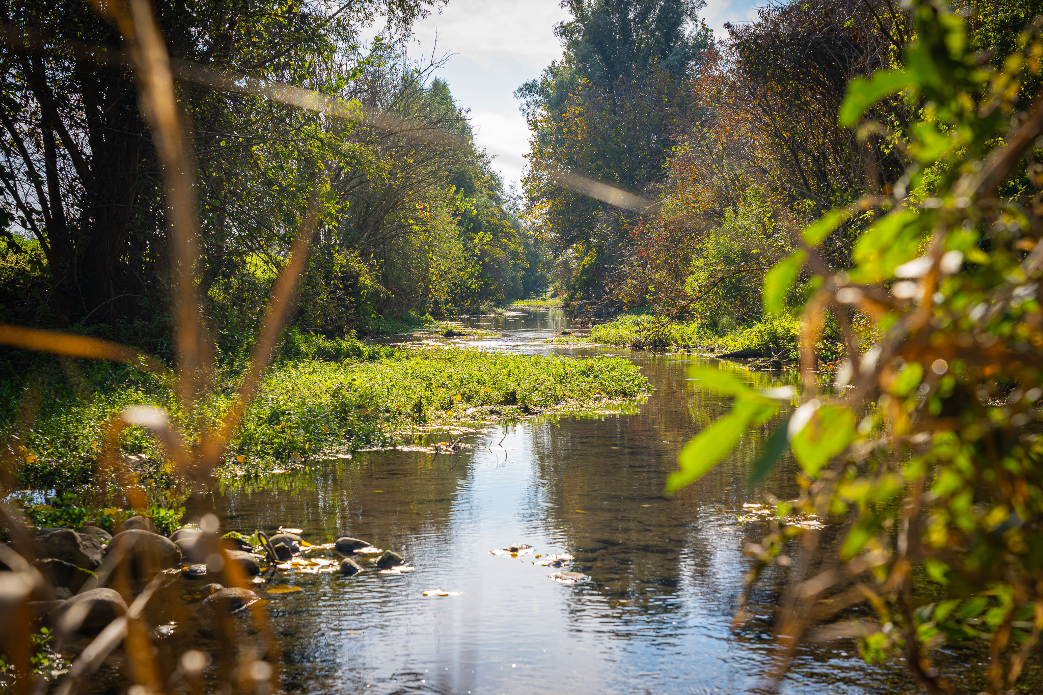 Glimpse of the stream