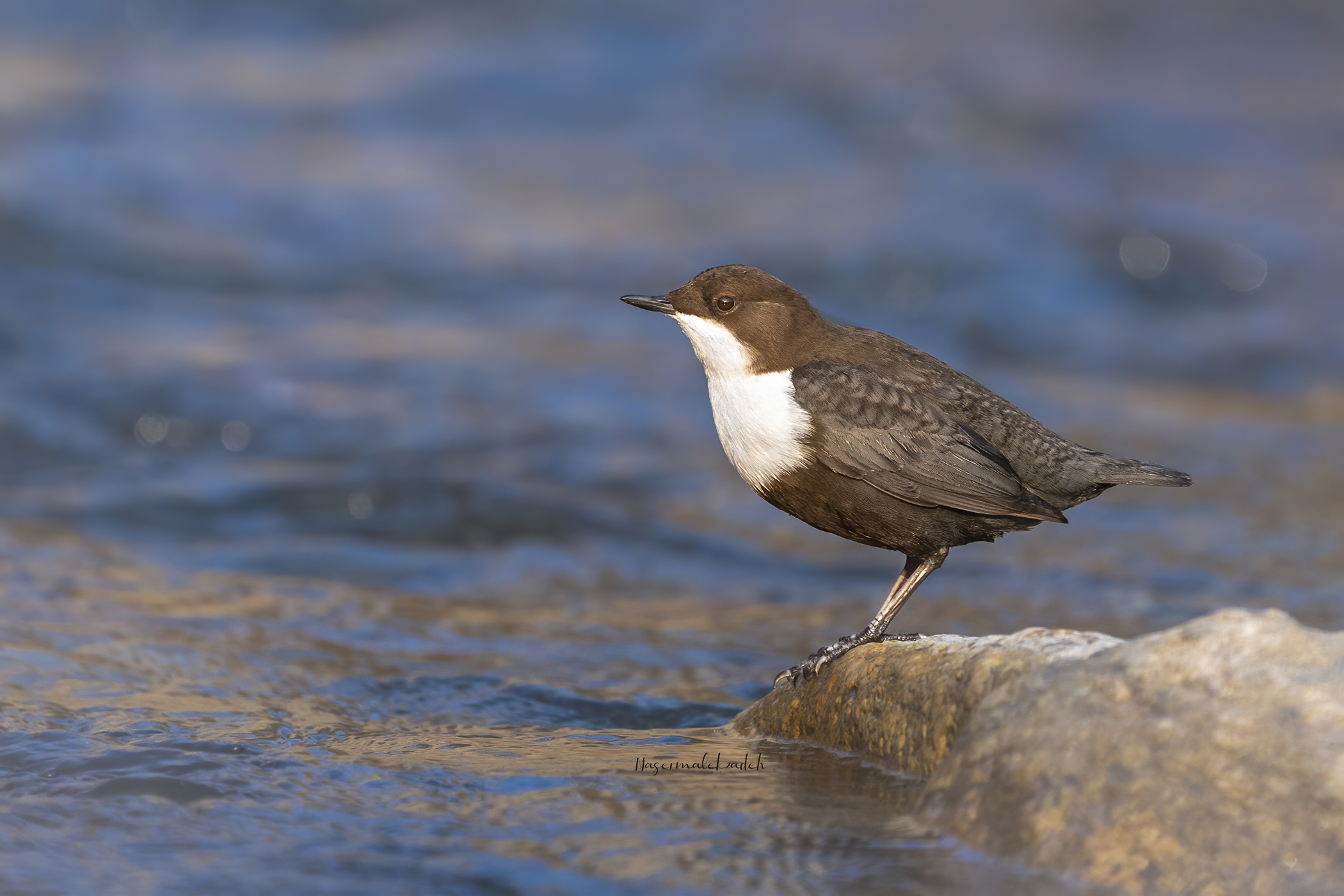 Dipper