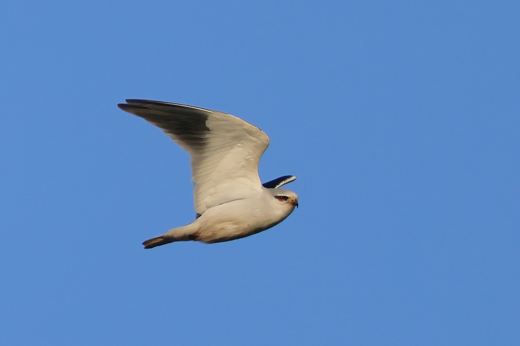 White kite