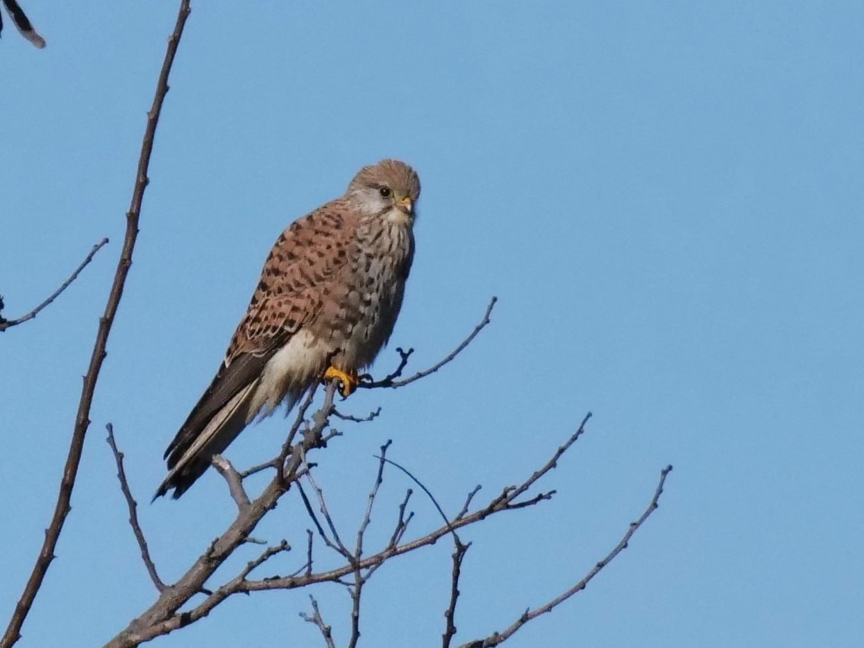 Gheppio in attesa di preda Falco tinninculus)