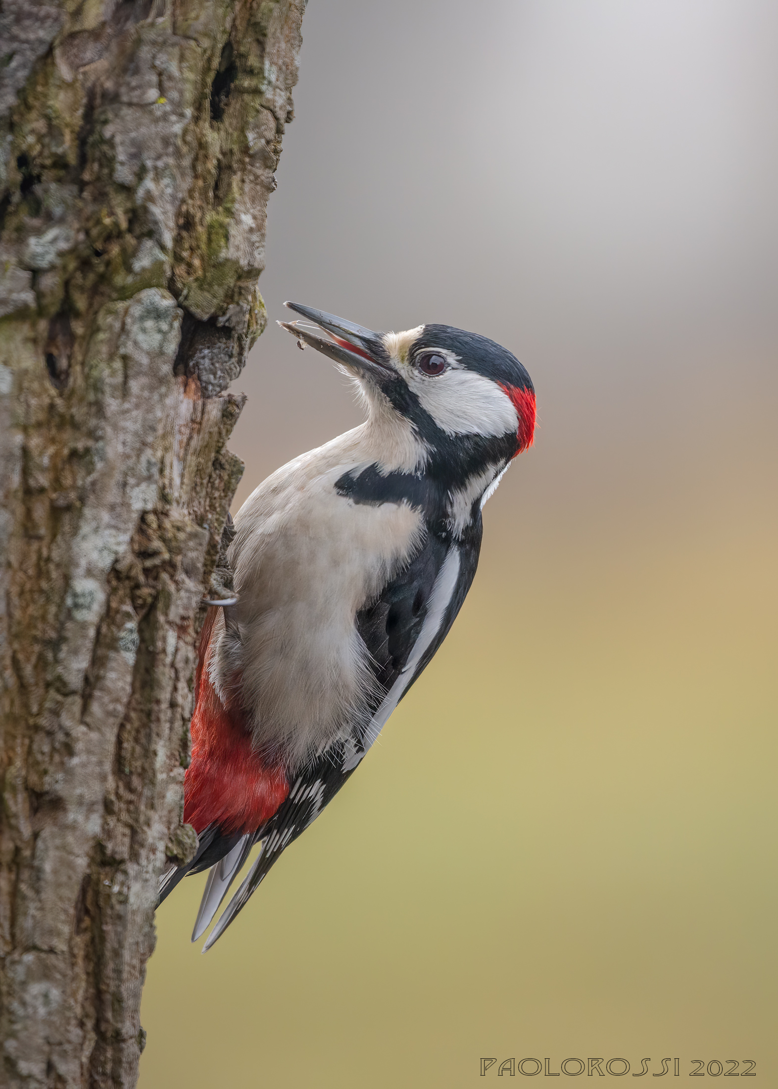 Spotted woodpecker...