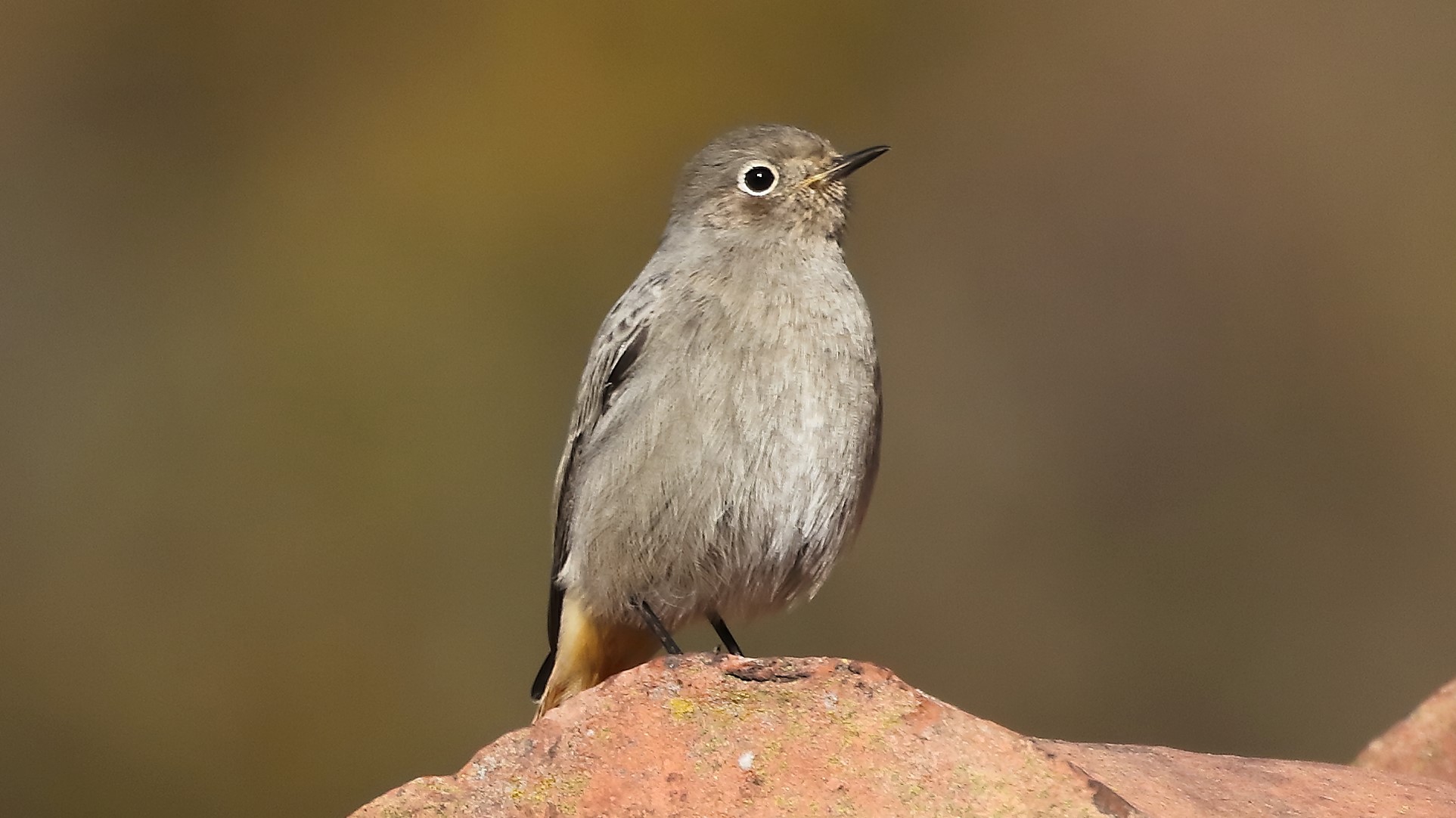 Codirosso 18 dicembre 2022