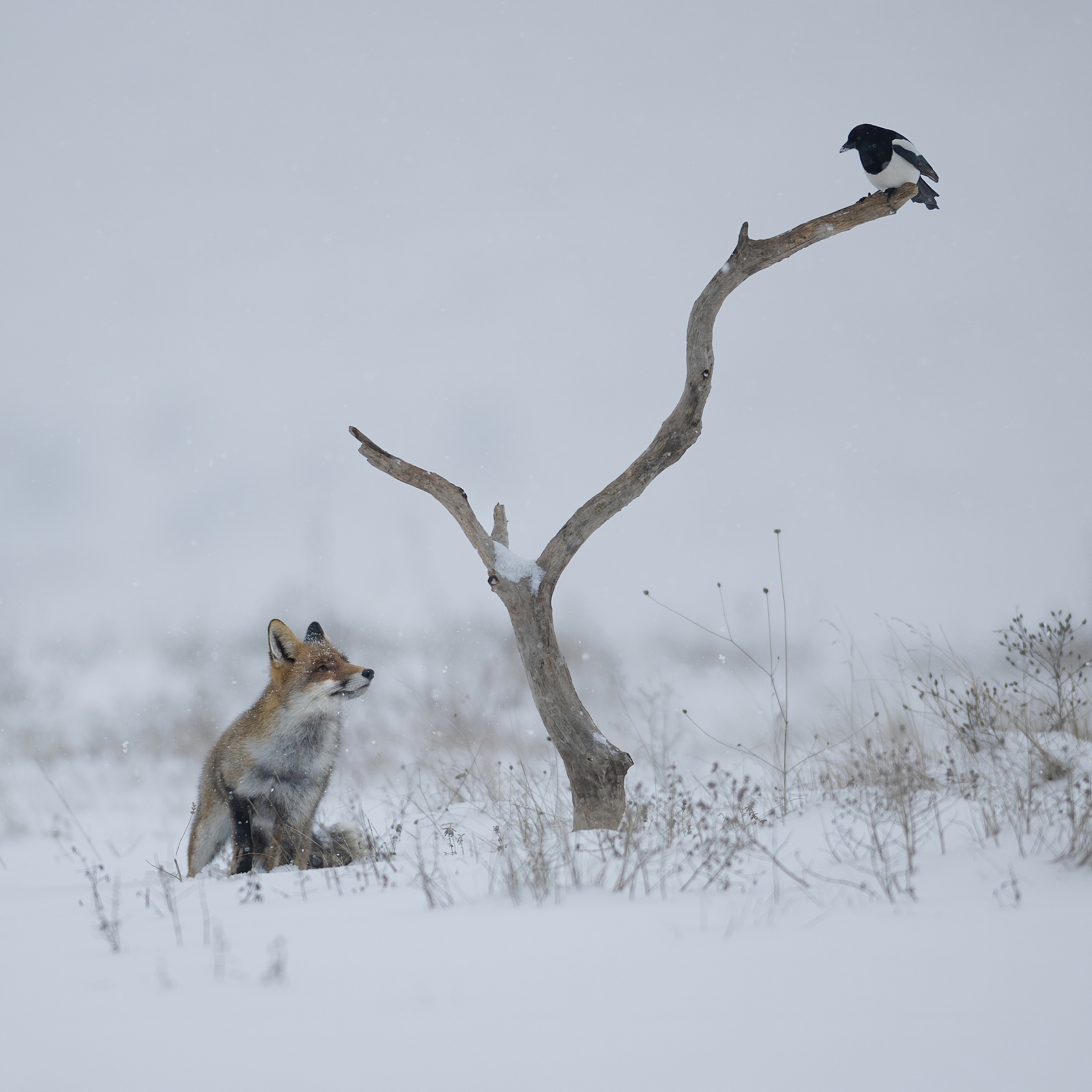 Una fiaba invernale (Volpe e Gazza)