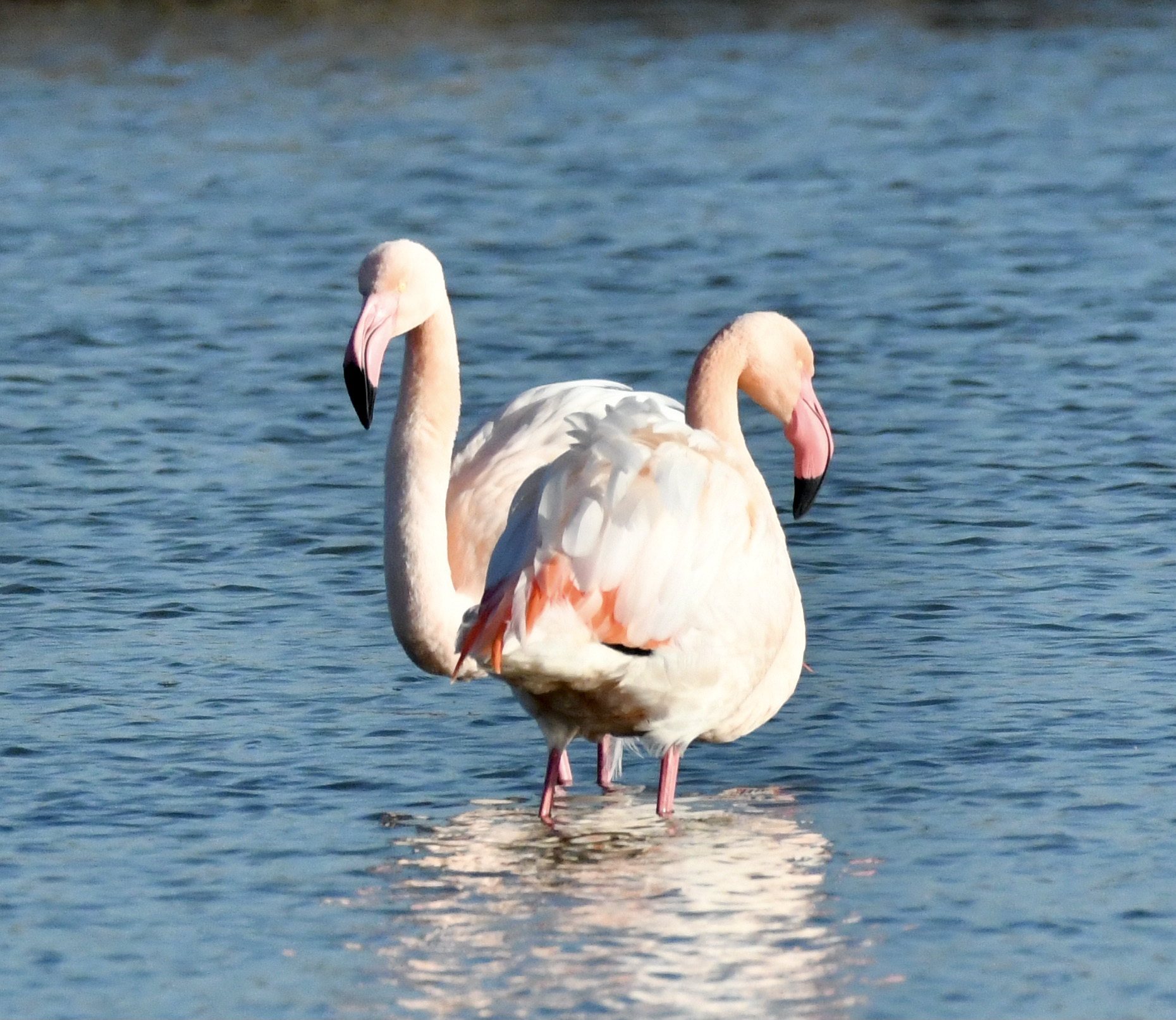 Fenicotteri d'inverno