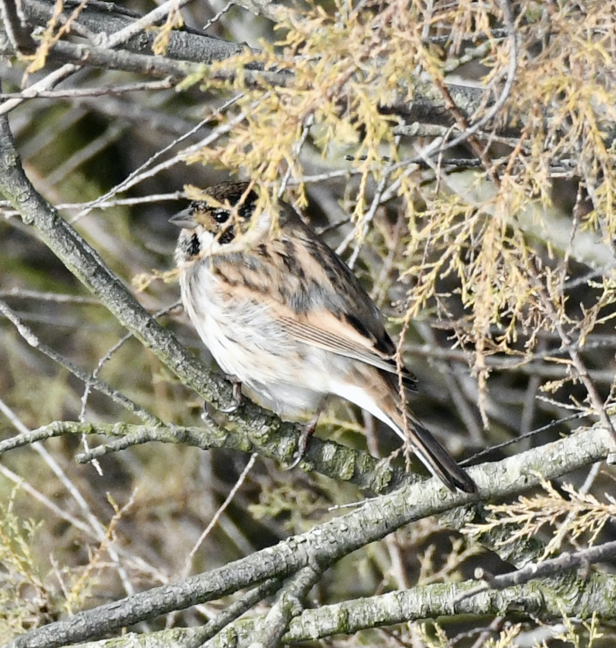 migliarino di palude