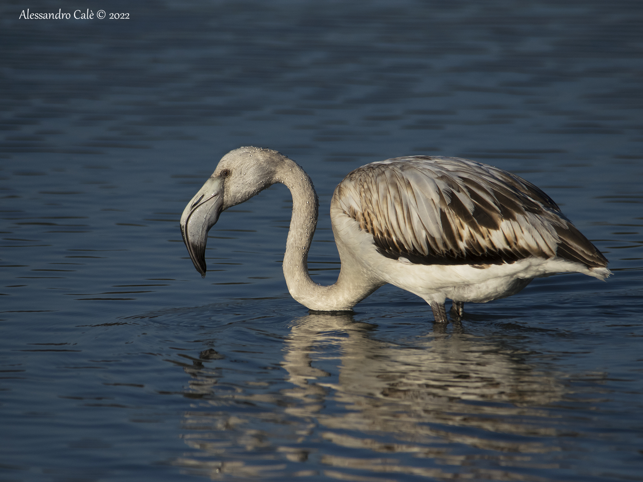 Phoenicopterus roseus (Fenicottero rosa) 2149